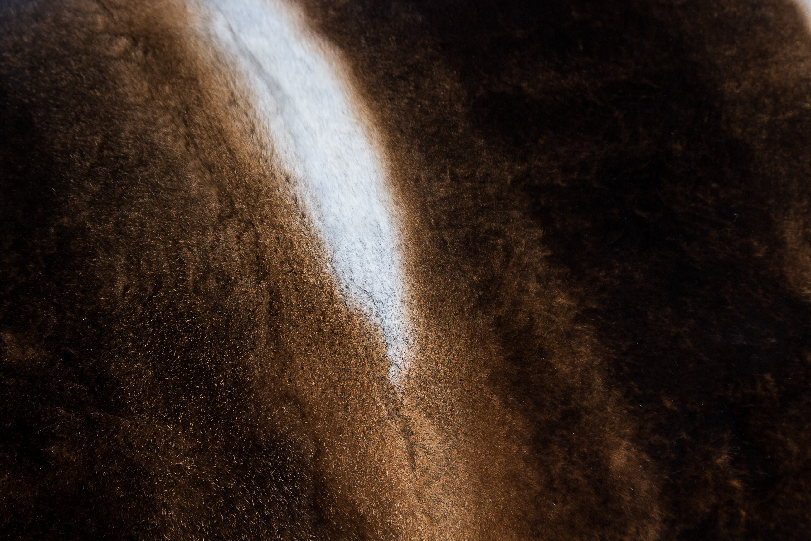 10-7671-Kaninchen-Kissen-Castor-Rex-KaninN7HuwsY2Thetk Kaninchen Kissen aus Castor Rex Kanin