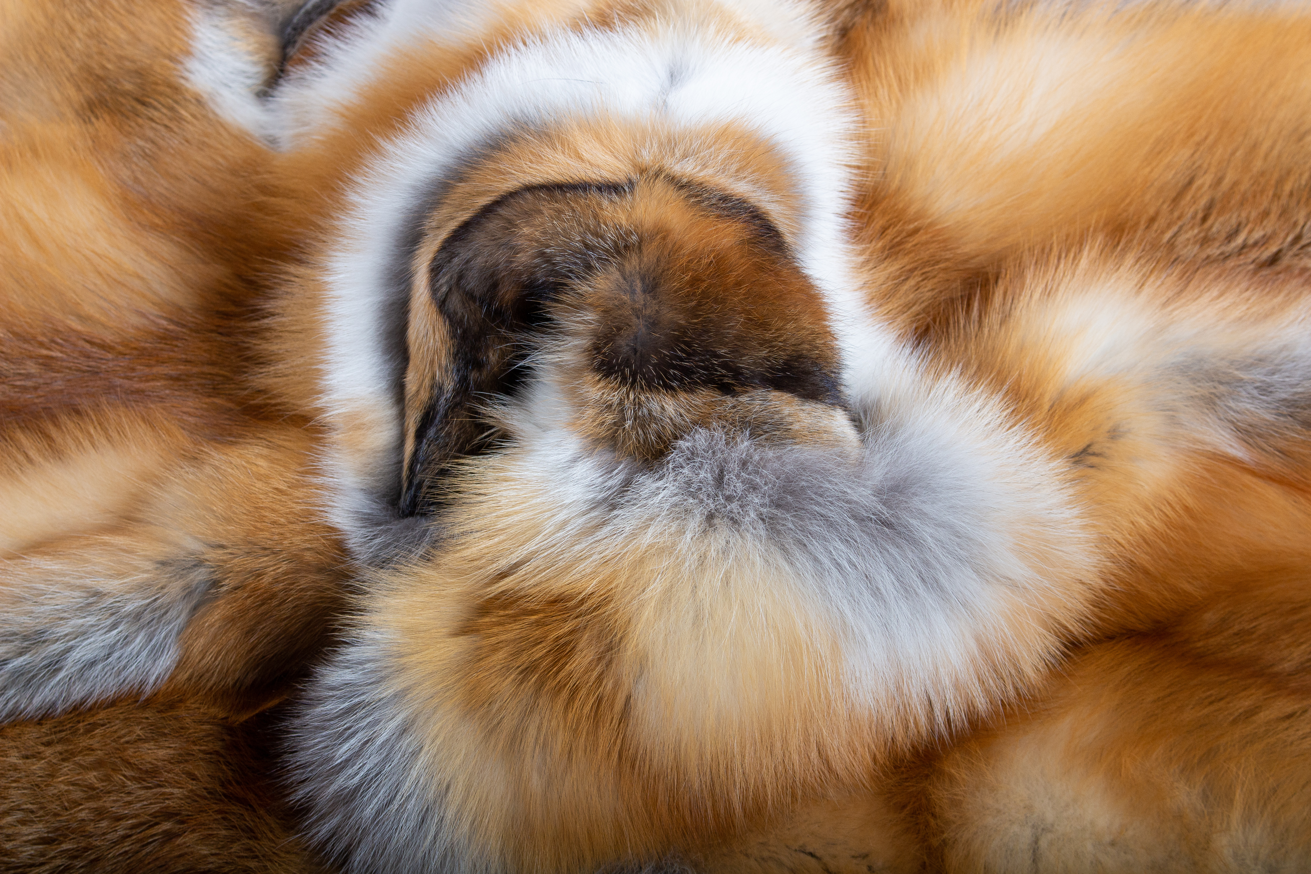 6-3990-Rotfuchs-Fellteppich-Kanadische-Rotf-chsen Rotfuchs Fellteppich aus Kanadischen Rotfüchsen - "Cool Winter"