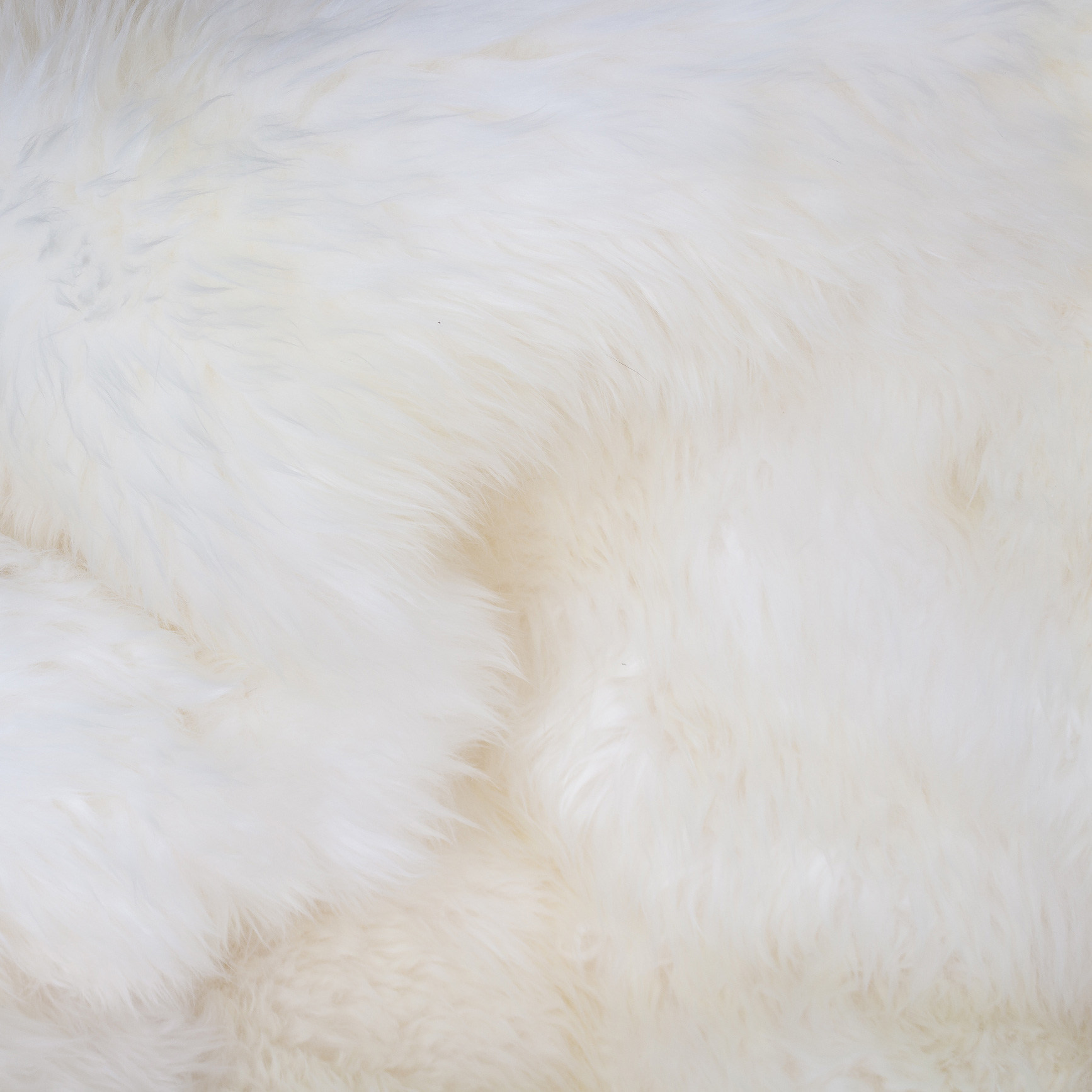 Kategoriebild-Lamm-500x500 Kategoriebild-Lamm-500x500