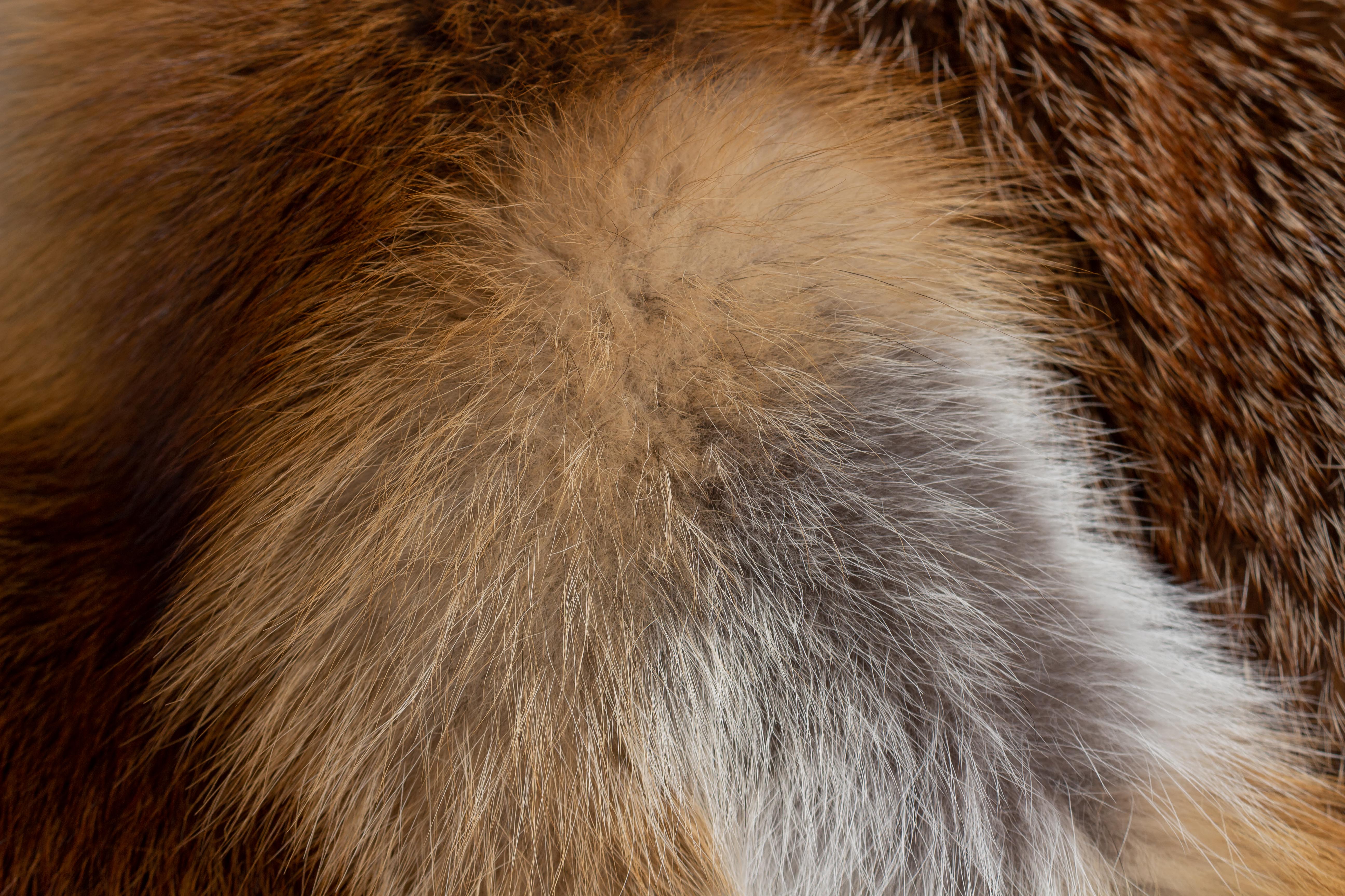 8-7152-Europaeische-Rotfuchs-Felldecke-Lars-Paustian Felldecke aus europäischen Rotfüchsen "Tegernsee"