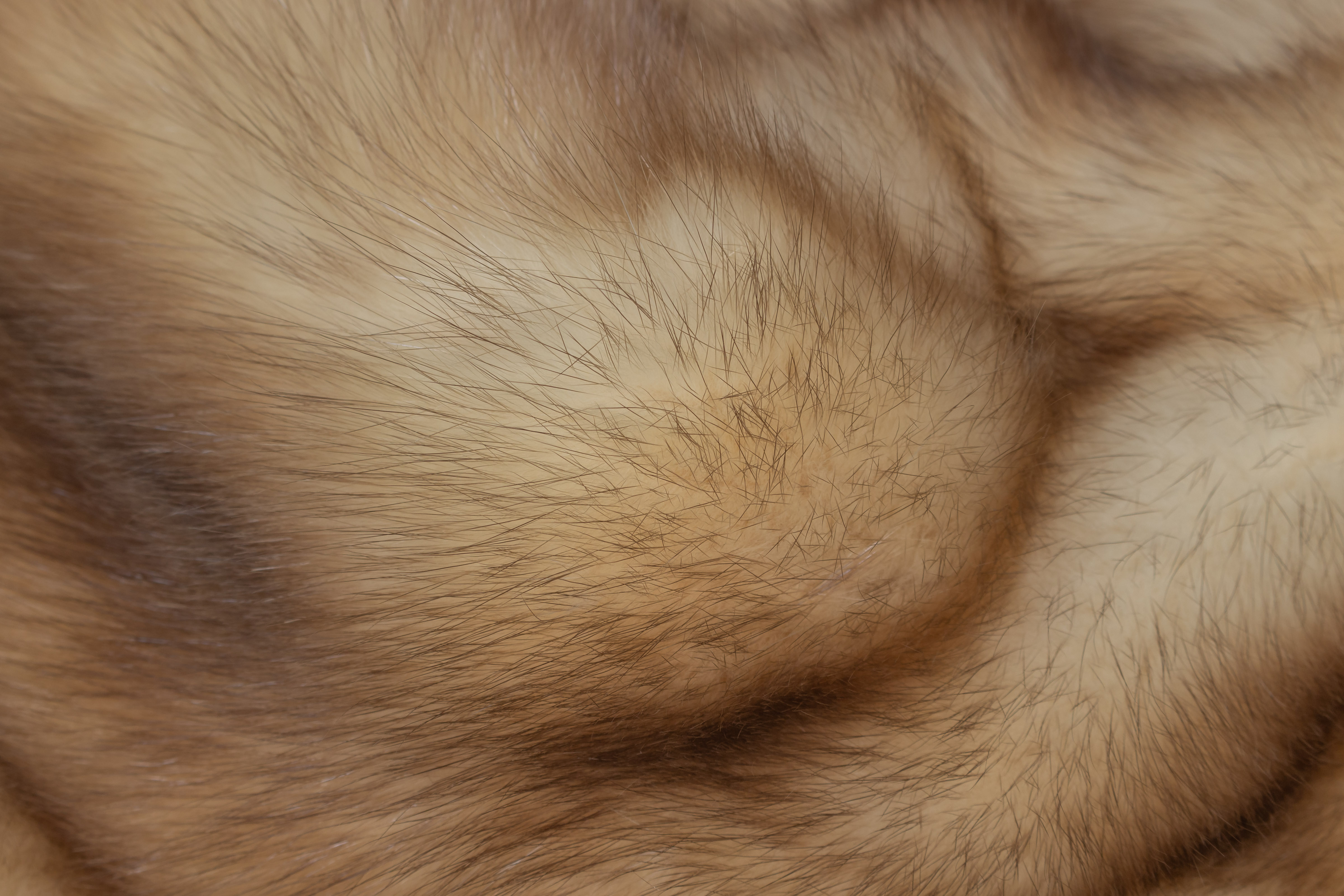 6-5734-Edles-Zobel-Plaid-Russischen-Goldzobeln-Lars-Paustian Edles Zobel Plaid aus Russischen Goldzobeln