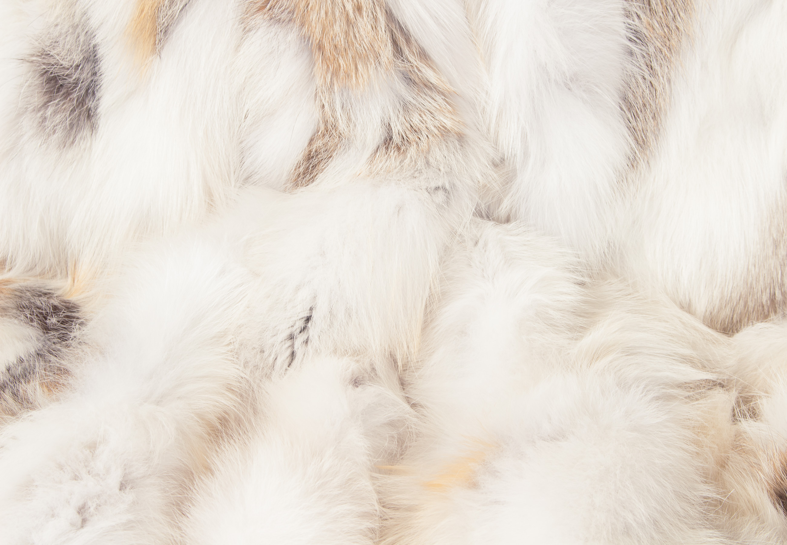 Fawnlight Fuchsstücken Pelzdecke Creme Fawnlight Fuchsstücken Pelzdecke Creme