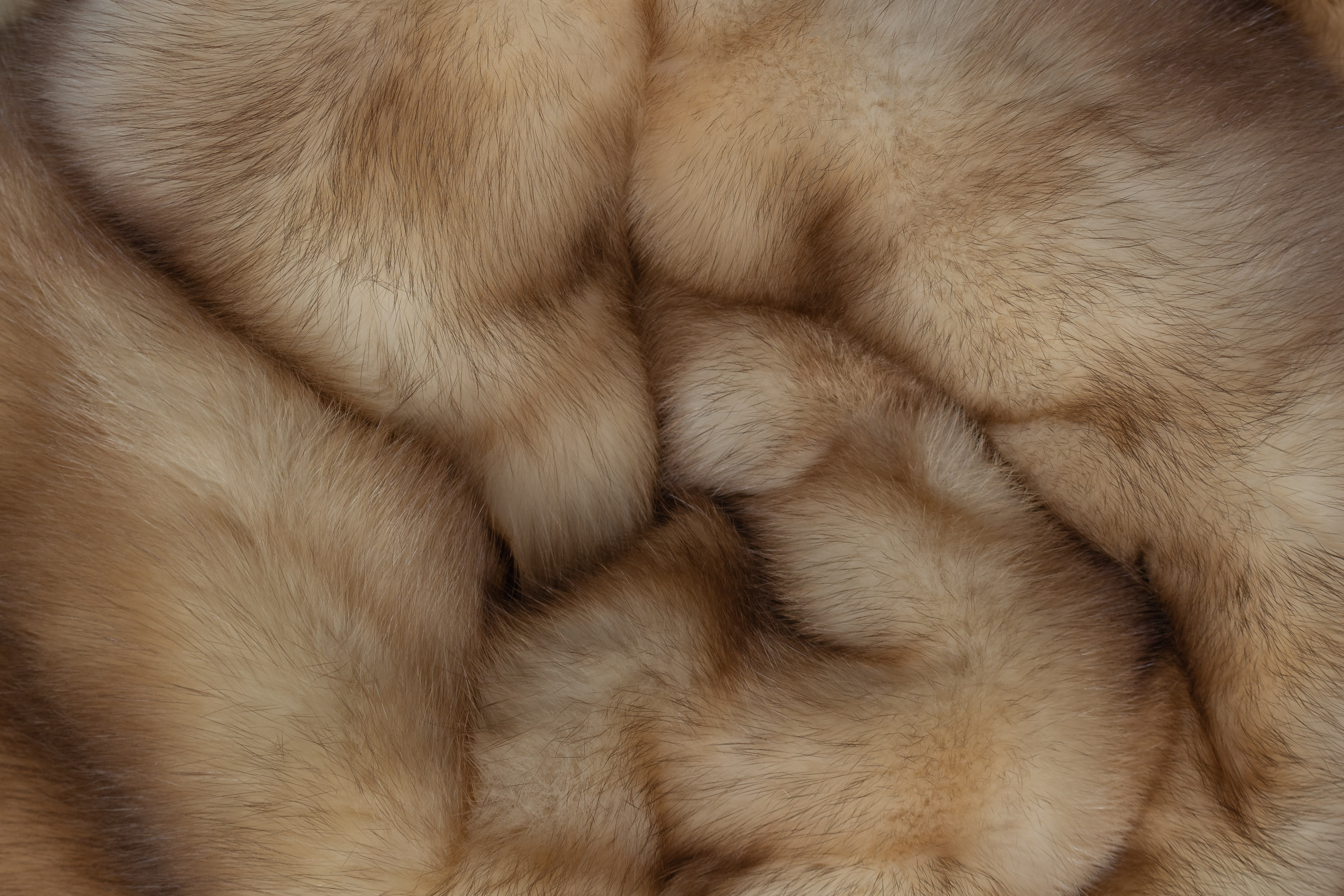 7-5734-Edles-Zobel-Plaid-Russischen-Goldzobeln-Lars-Paustian Edles Zobel Plaid aus Russischen Goldzobeln