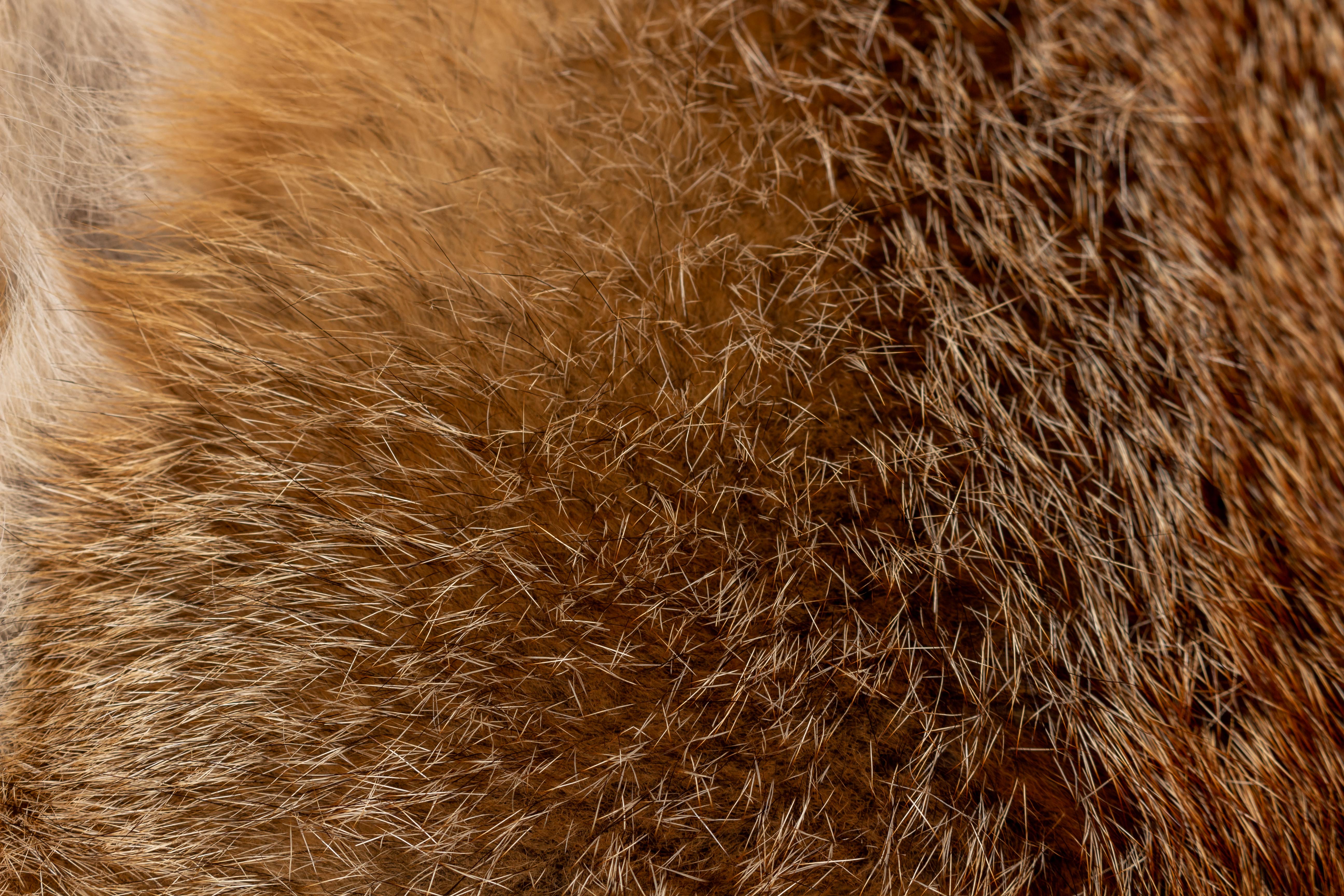 2-9157-Bett-Kopfteil-Europaeischen-Rotfuchs-Lars-Paustian Bett Kopfteil aus Europäischen Rotfuchs