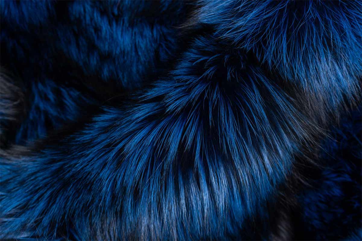 newsletter-grafik-paustian-silberfuchs-blau newsletter-grafik-paustian-silberfuchs-blau