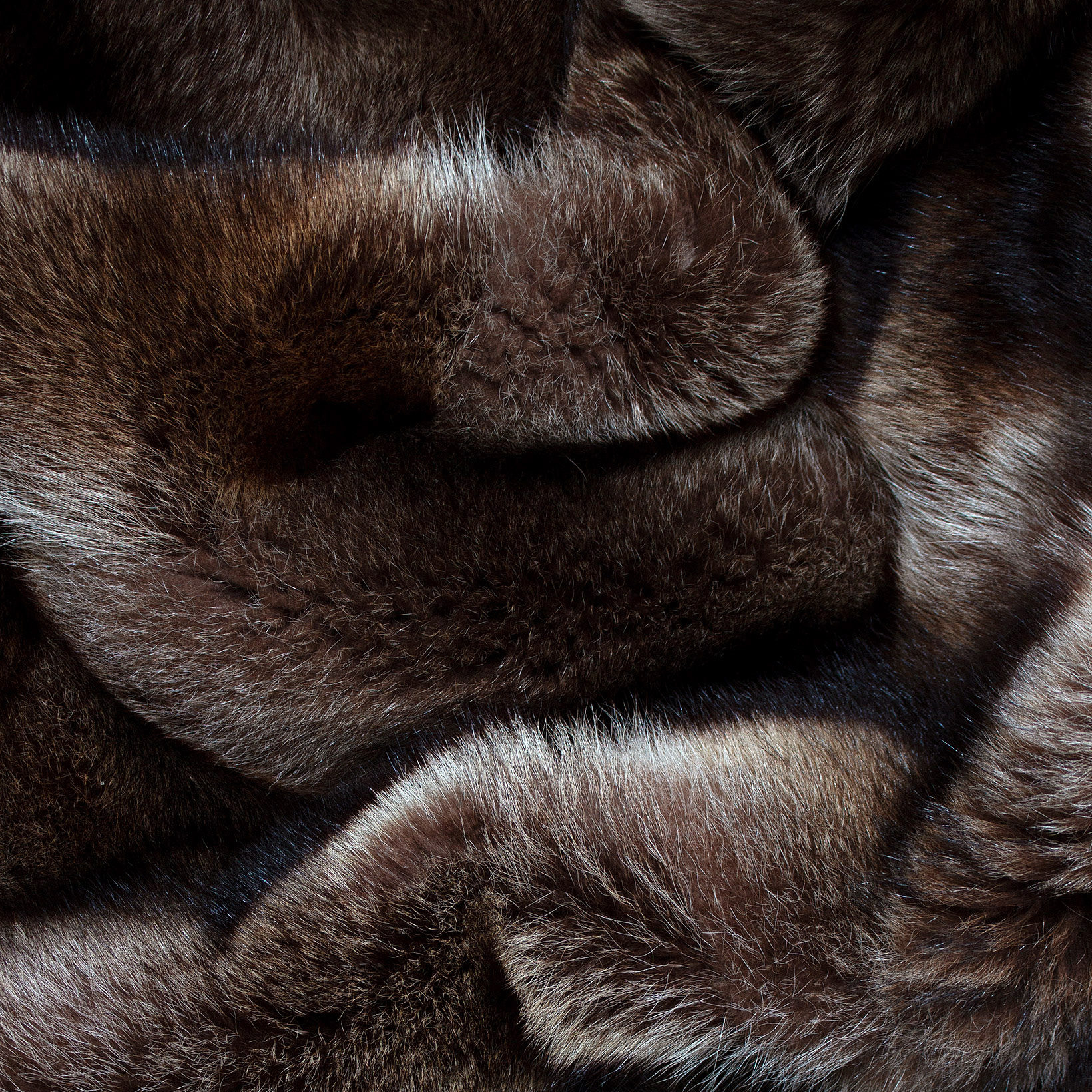 Kategoriebild-Waschbaer-500x500 Kategoriebild-Waschbaer-500x500