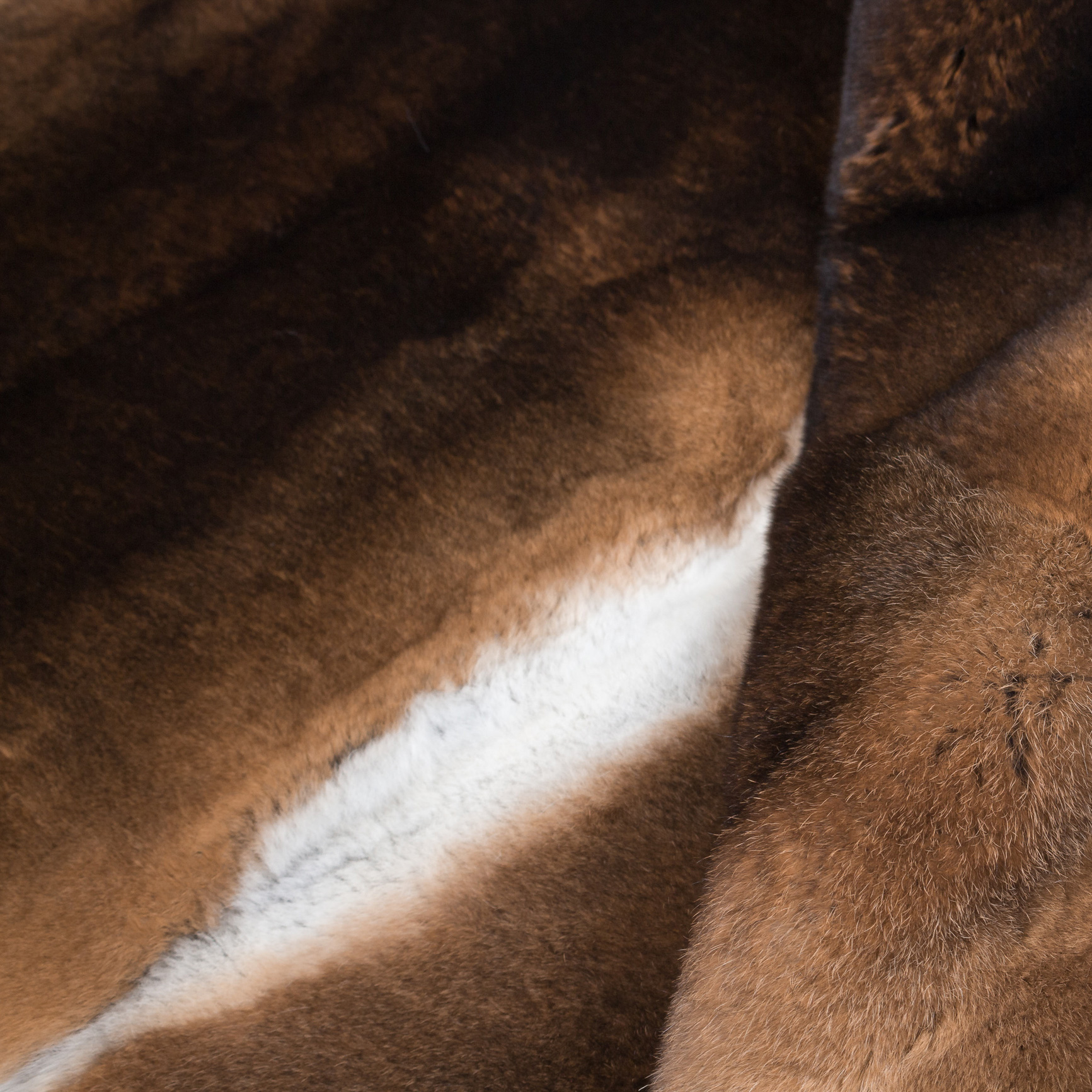 Kategoriebild-Kanin-500x500 Kategoriebild-Kanin-500x500