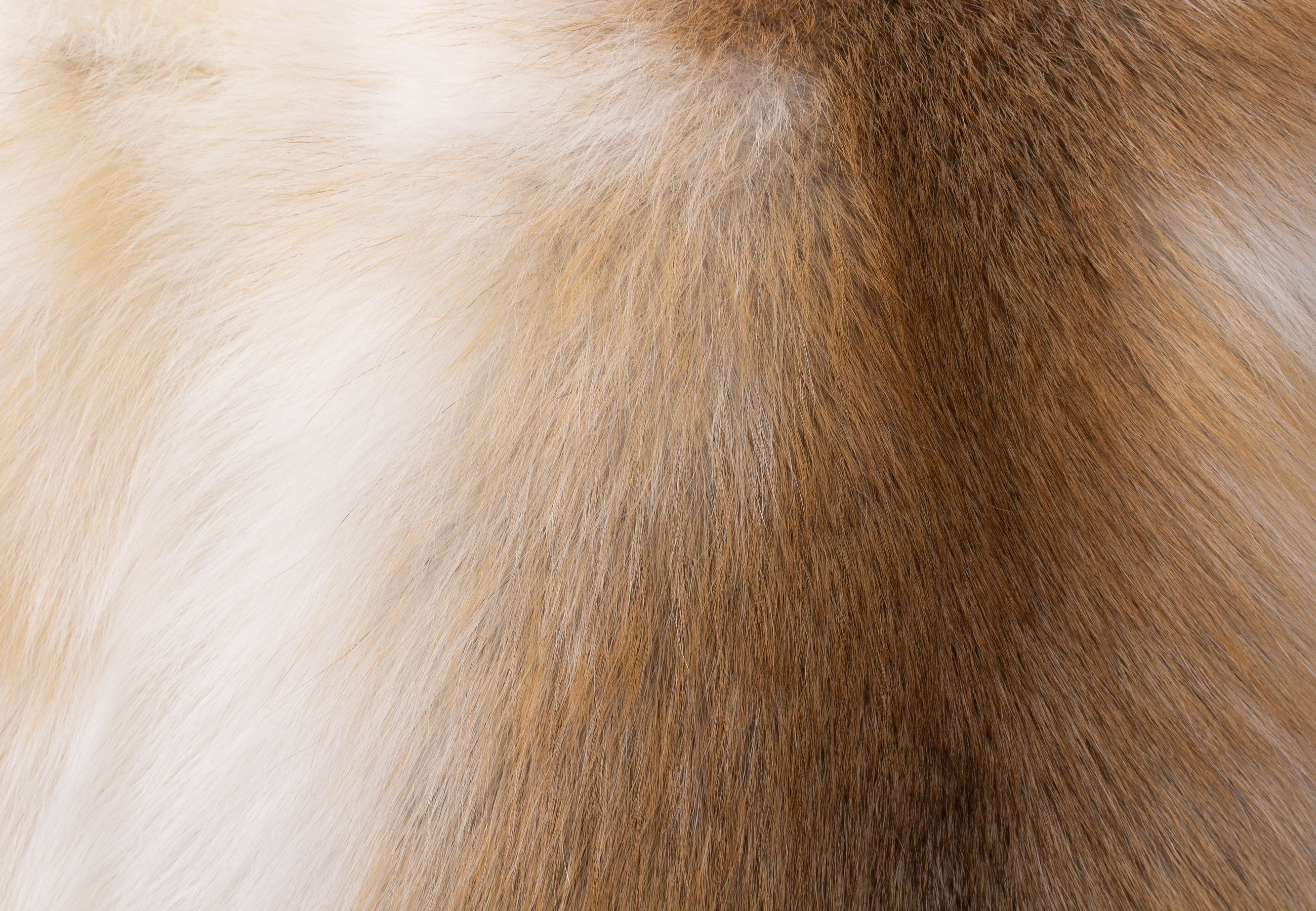 Kuscheliges Pelzkissen aus Sun Glo Fuchs Kuscheliges Pelzkissen aus Sun Glo Fuchs