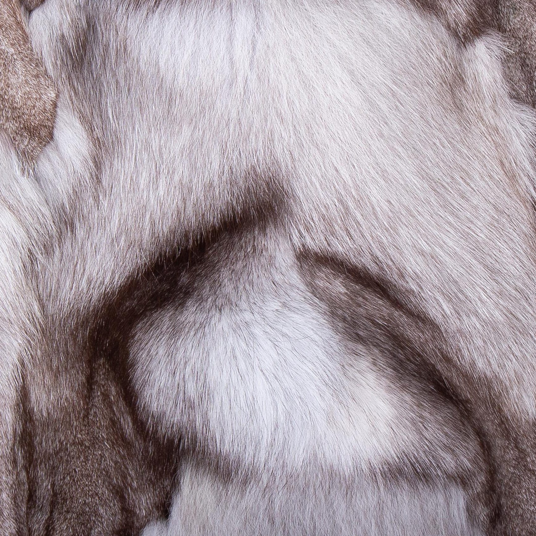 Fuchs_Kategoriebild-Blafuchs-500x500 Fuchs_Kategoriebild-Blafuchs-500x500