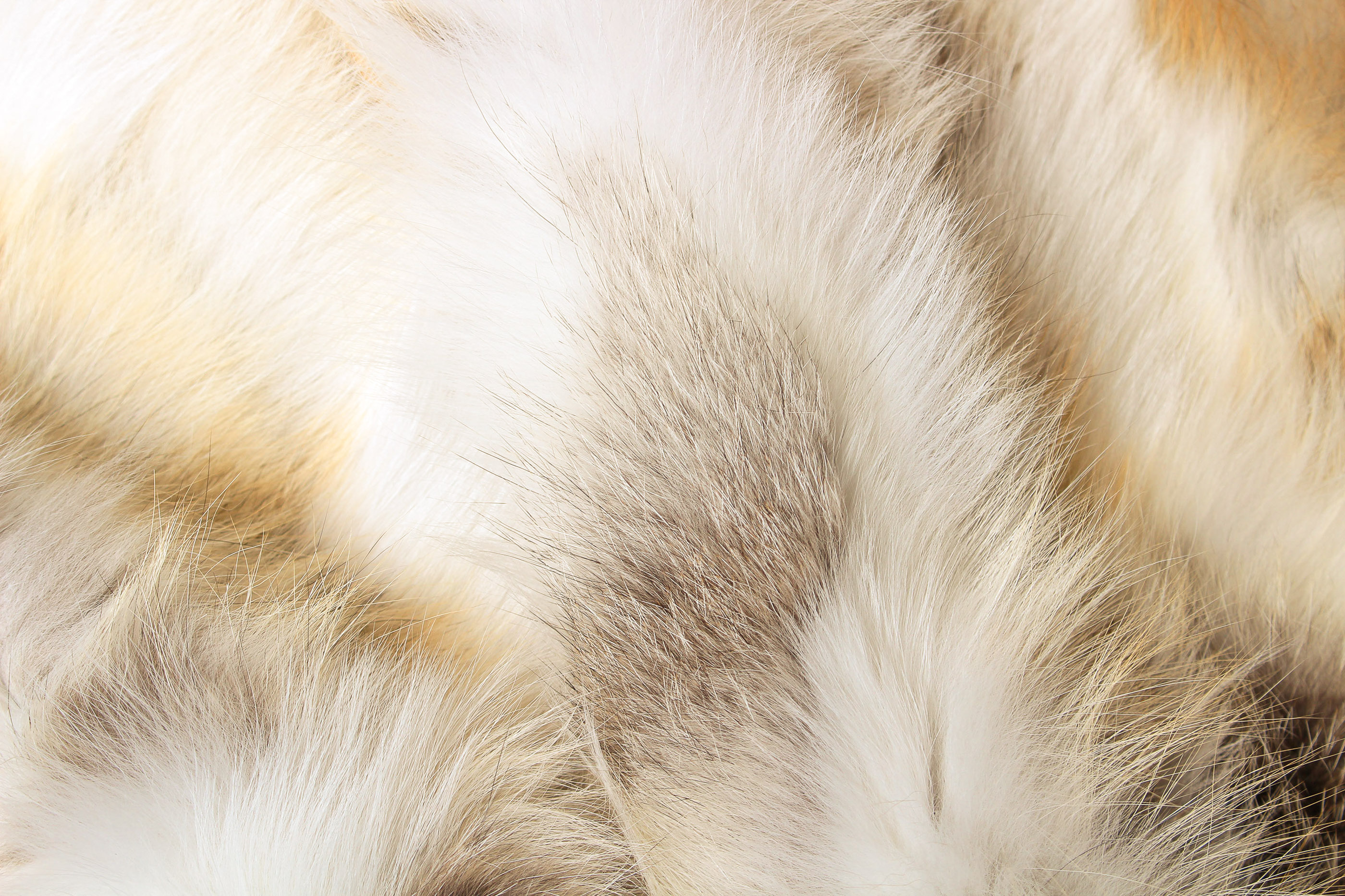 Golden Island Fuchs Pelzteppich