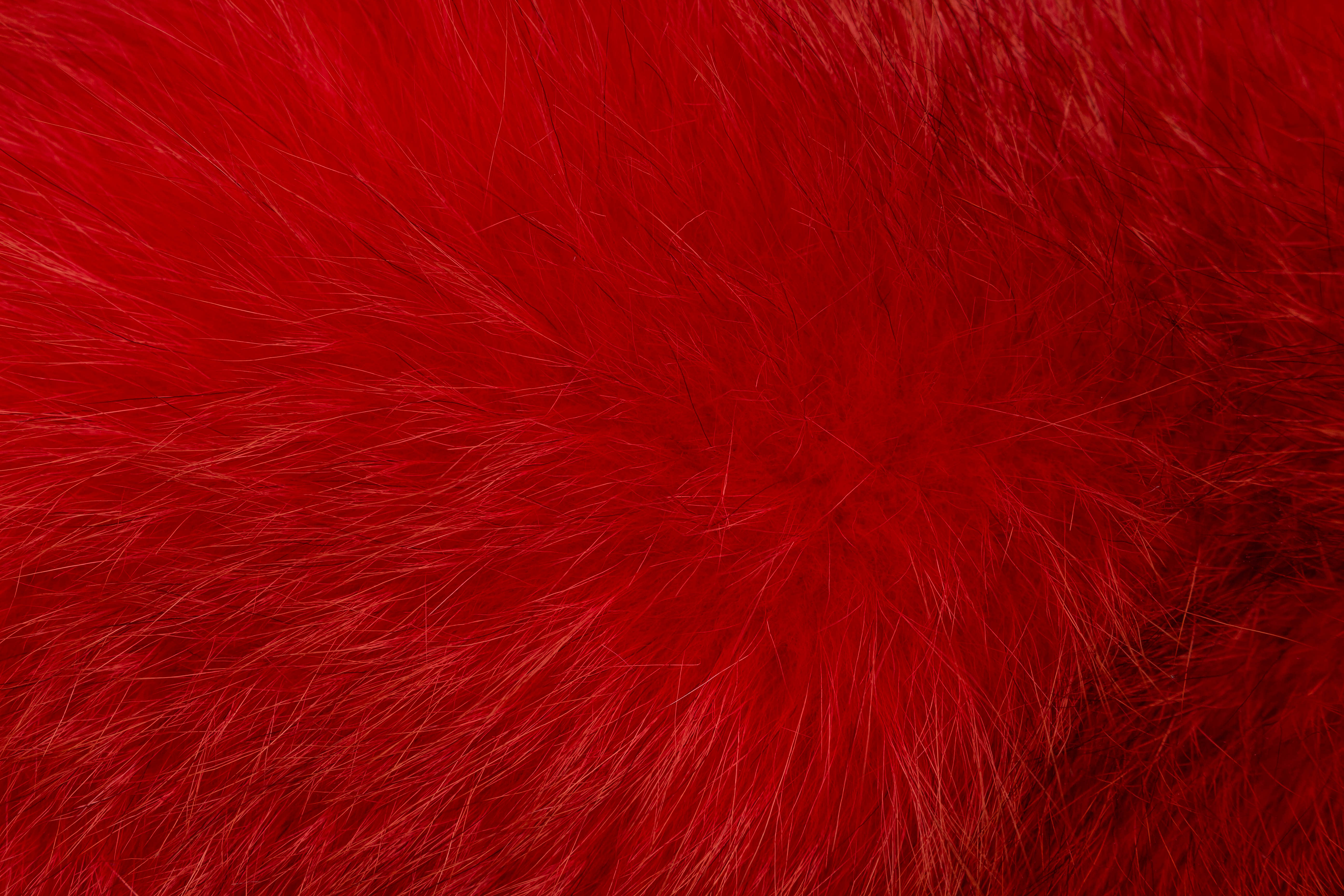 Europäisches Rotfuchskissen in Rot
