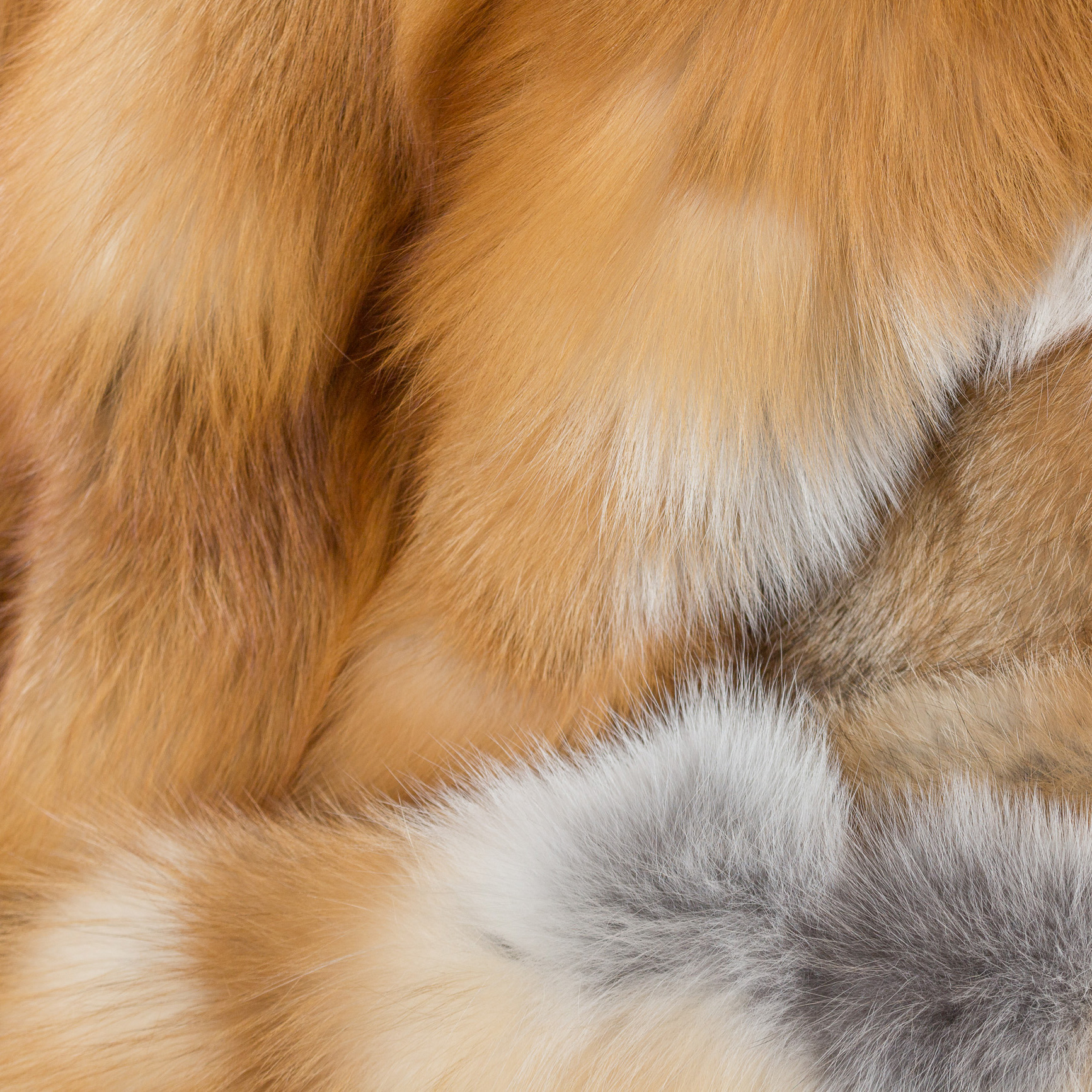 Fuchs_Kategoriebild-Rotfuchs-500x500 Fuchs_Kategoriebild-Rotfuchs-500x500