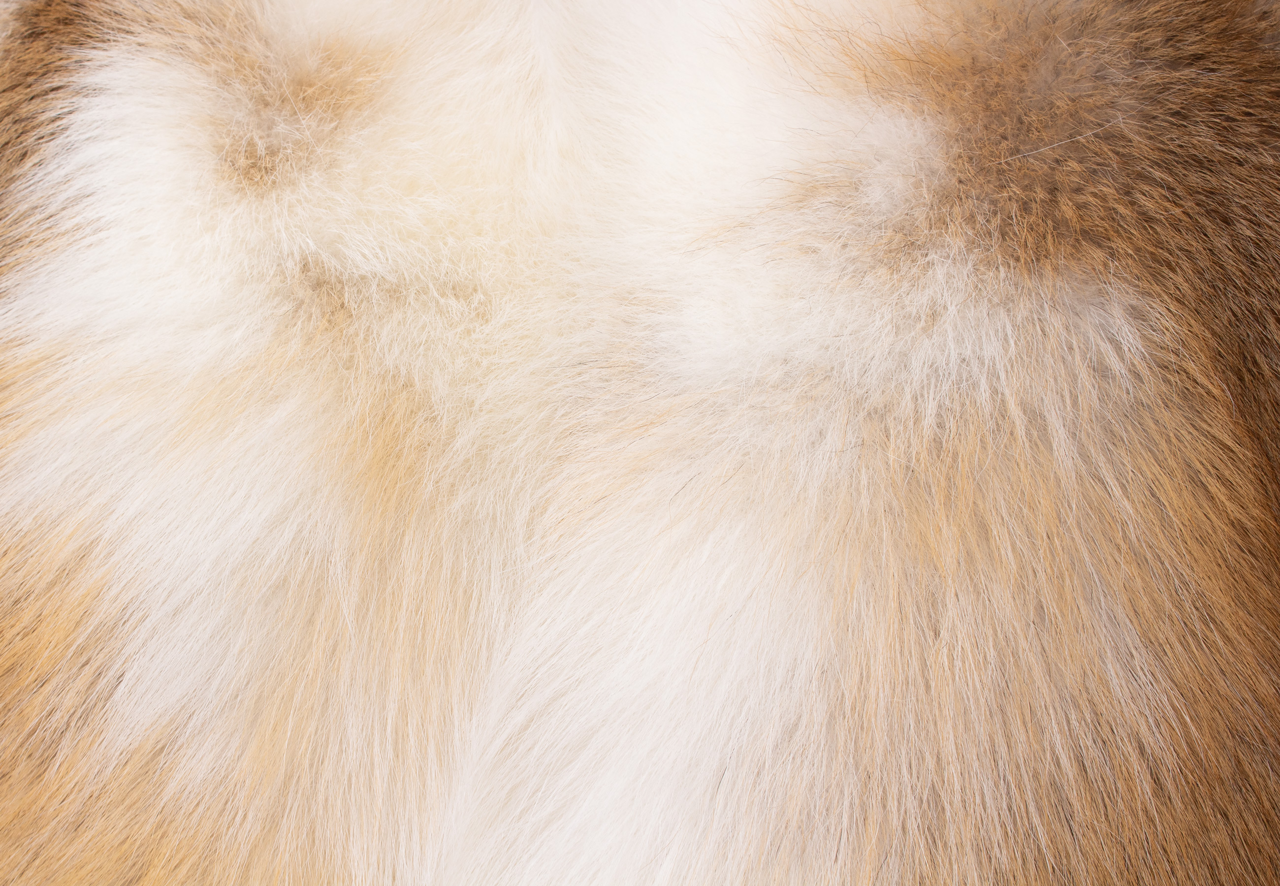 Kuscheliges Pelzkissen aus Sun Glo Fuchs Kuscheliges Pelzkissen aus Sun Glo Fuchs