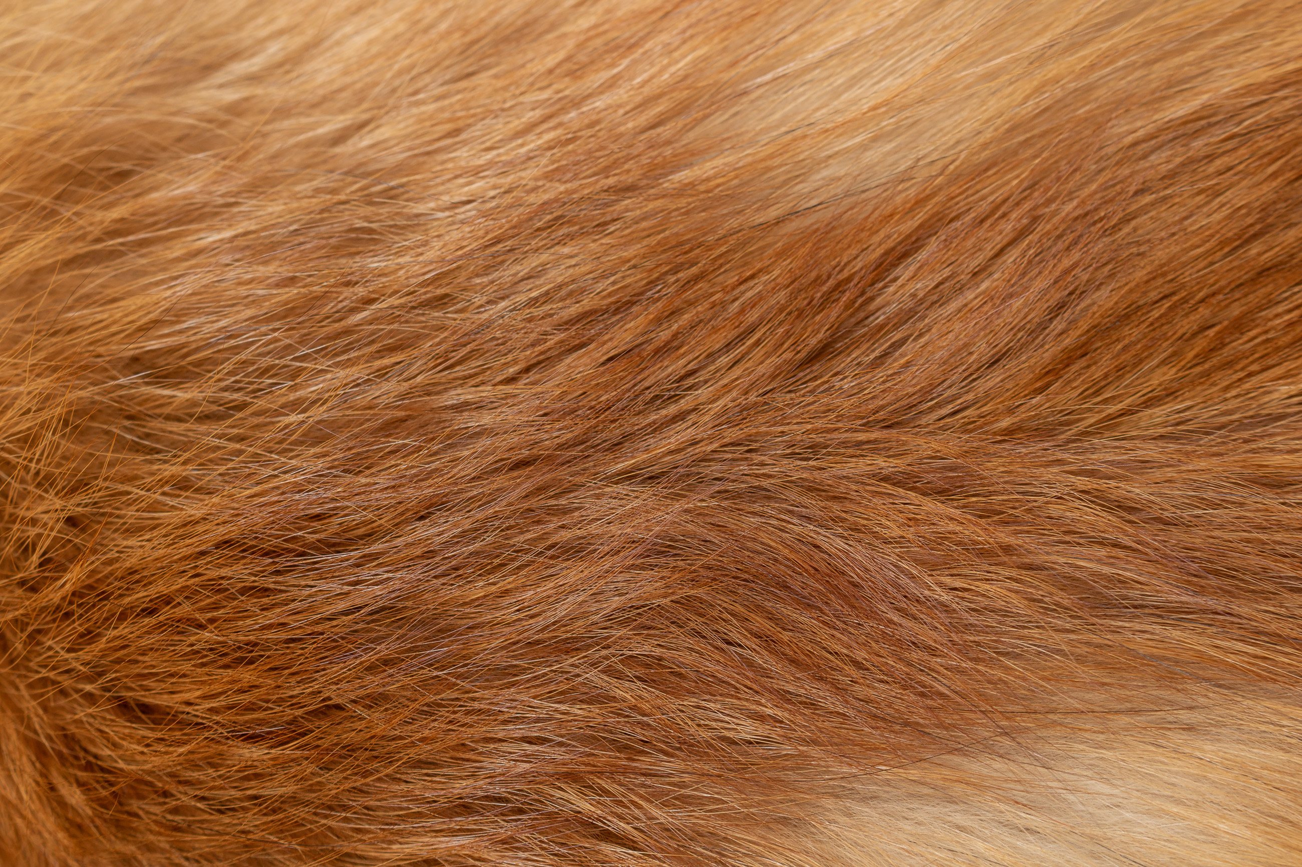 Rotfuchs Stuhl aus Europäischen Rotfüchsen - Cantori