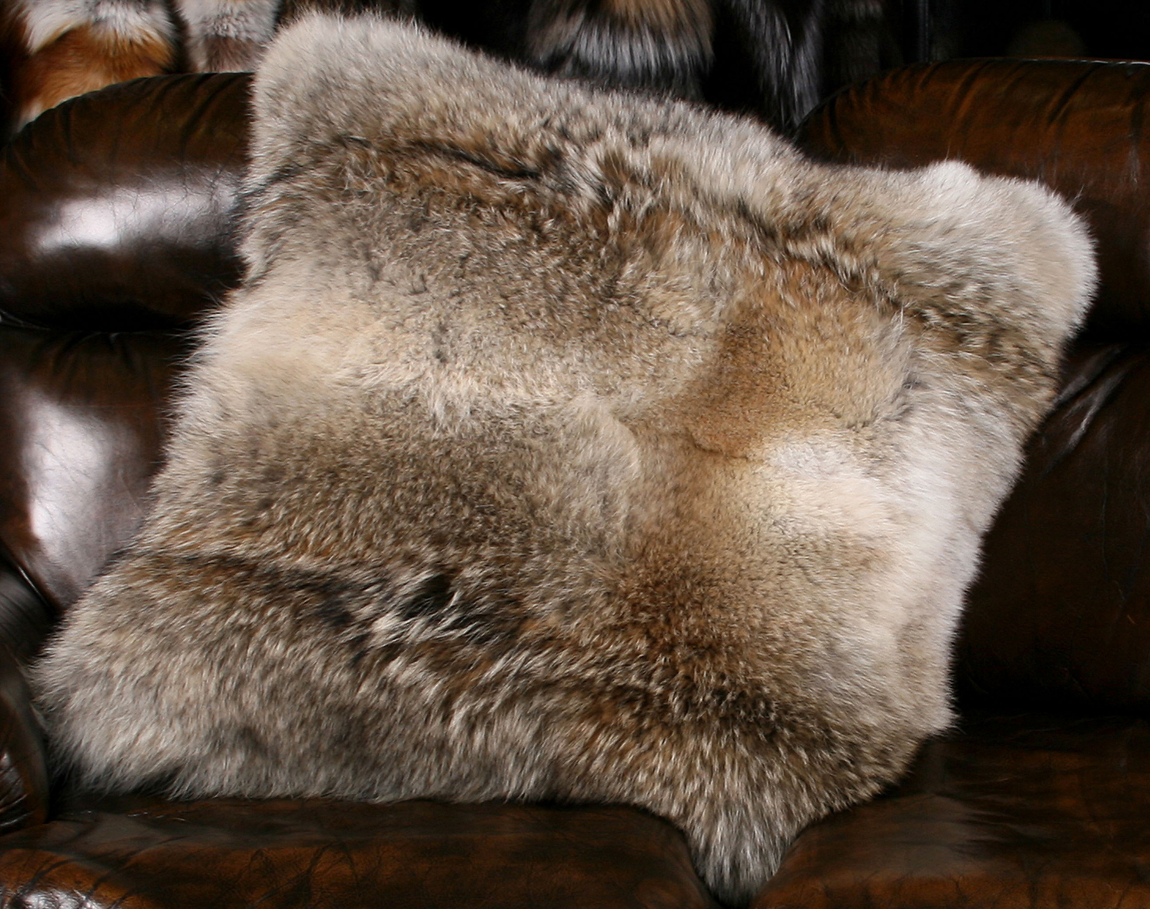 Kanadisches Kojoten Pelzkissen (Fur Harvesters)