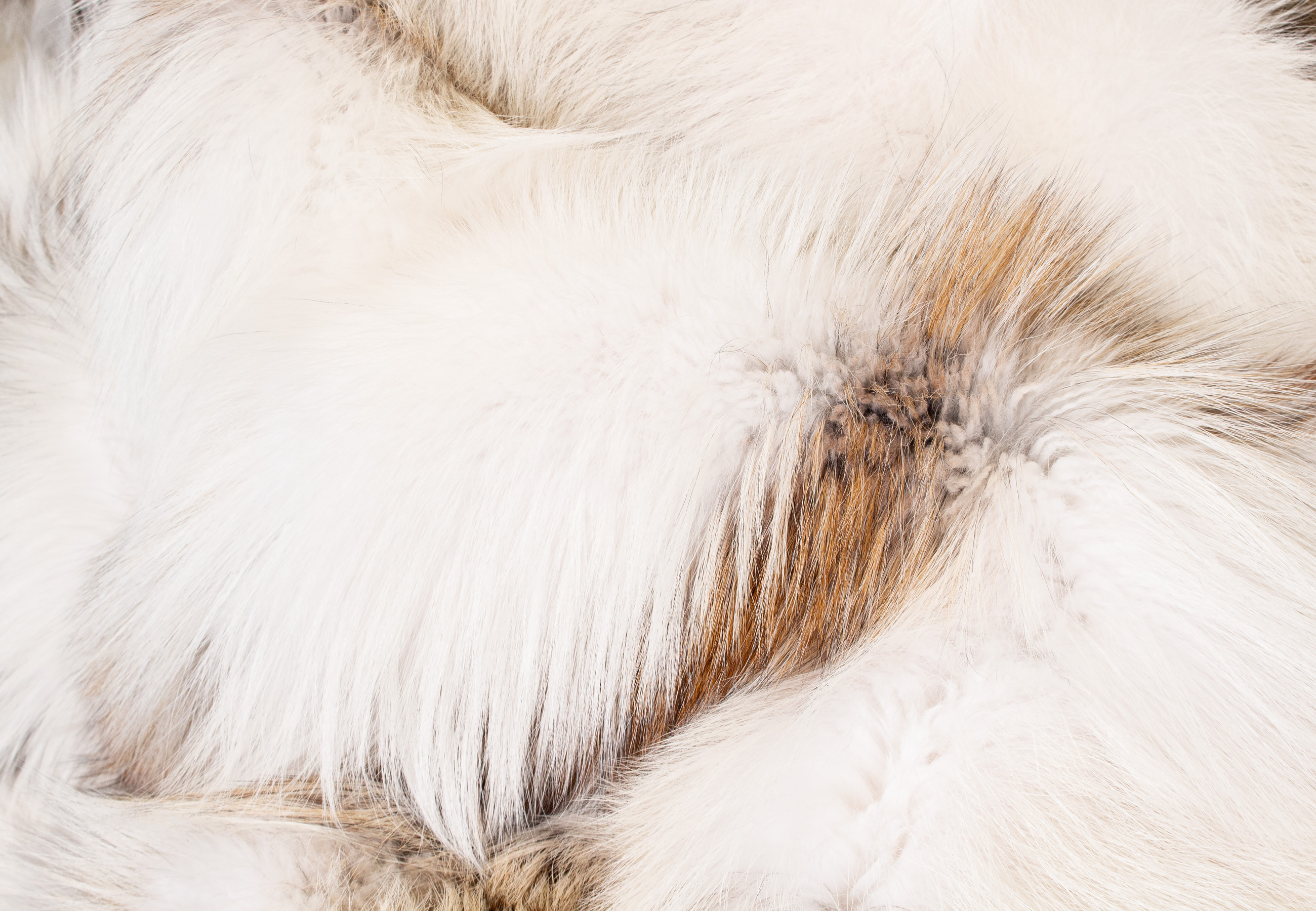 Arctic Marble Cross Fuchs Felldecke Arctic Marble Cross Fuchs Felldecke
