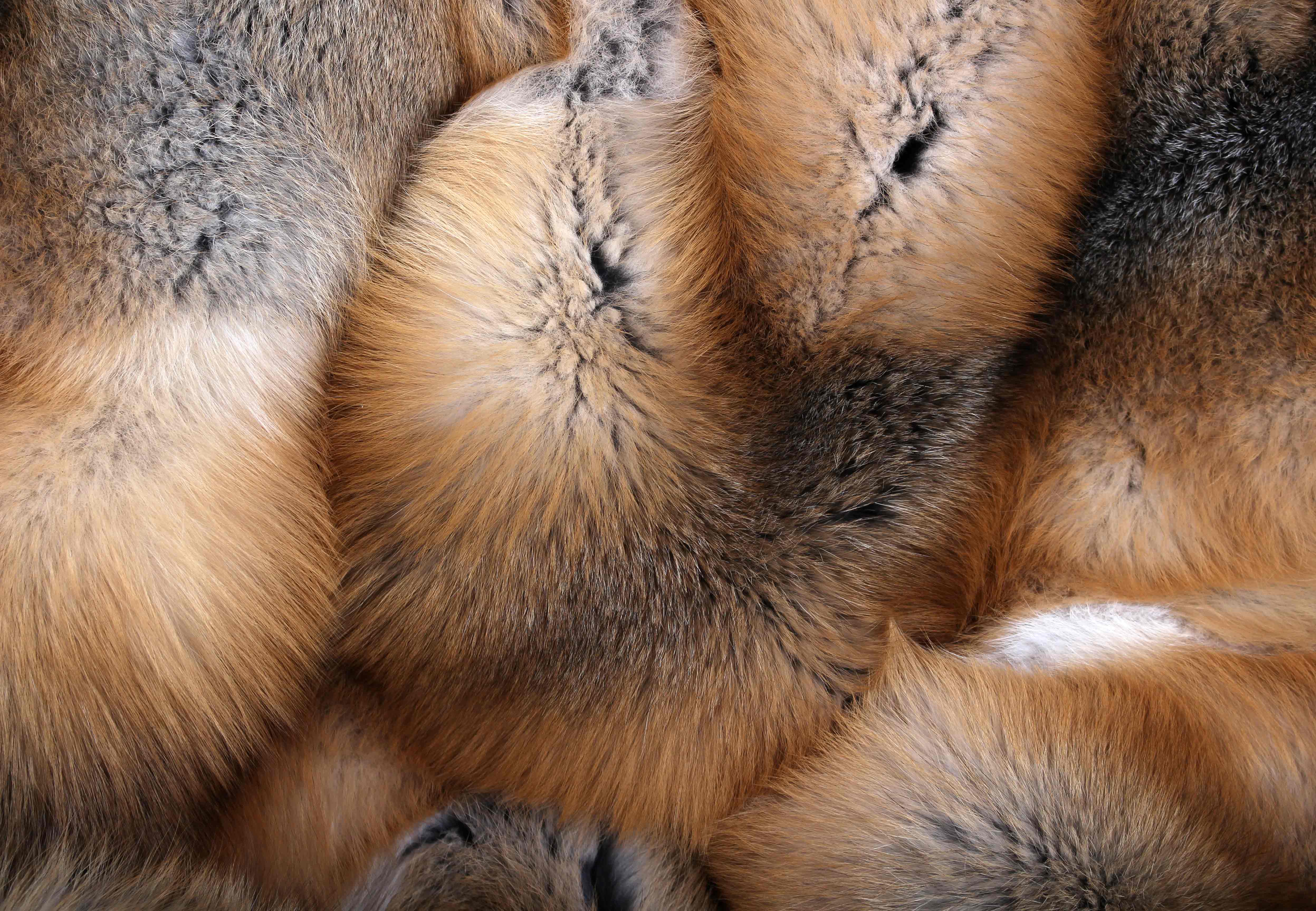 4-1332-Golden-Island-Fuchs-Felldecke