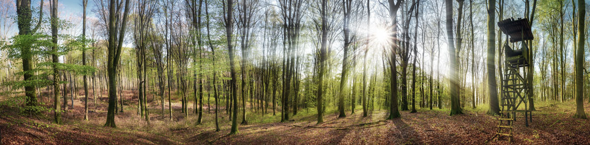 wald-background59aac76e4f4e8