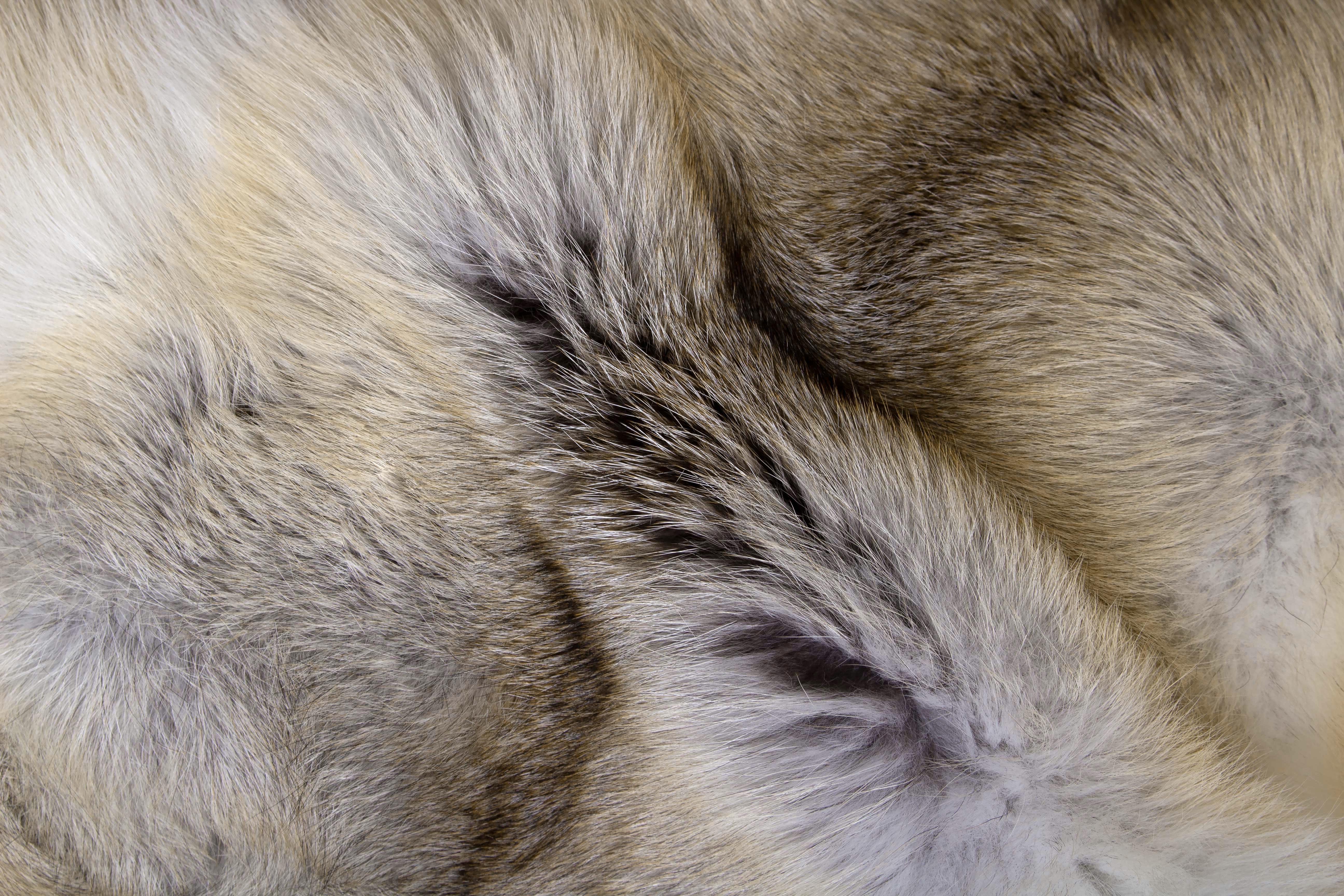 5-6555-H-Felldecke-Fawnlight-Fuchs-Caramell-Lars-Paustian Karamellfarbige Felldecke aus Fawnlight Fuchs