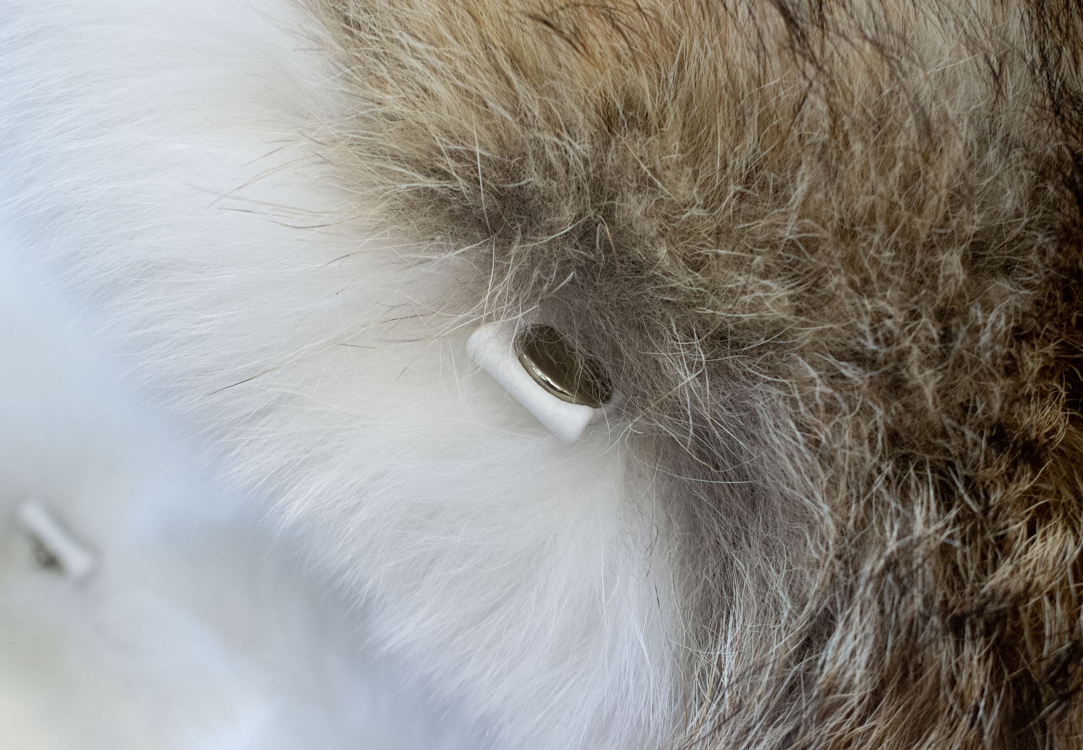 11-7017-Kojotenfelldecke-Shadow-Fuchs-Innenab-tterung-Kaschmir Kojoten-Shadow-Fuchs Schlafsack Inlet