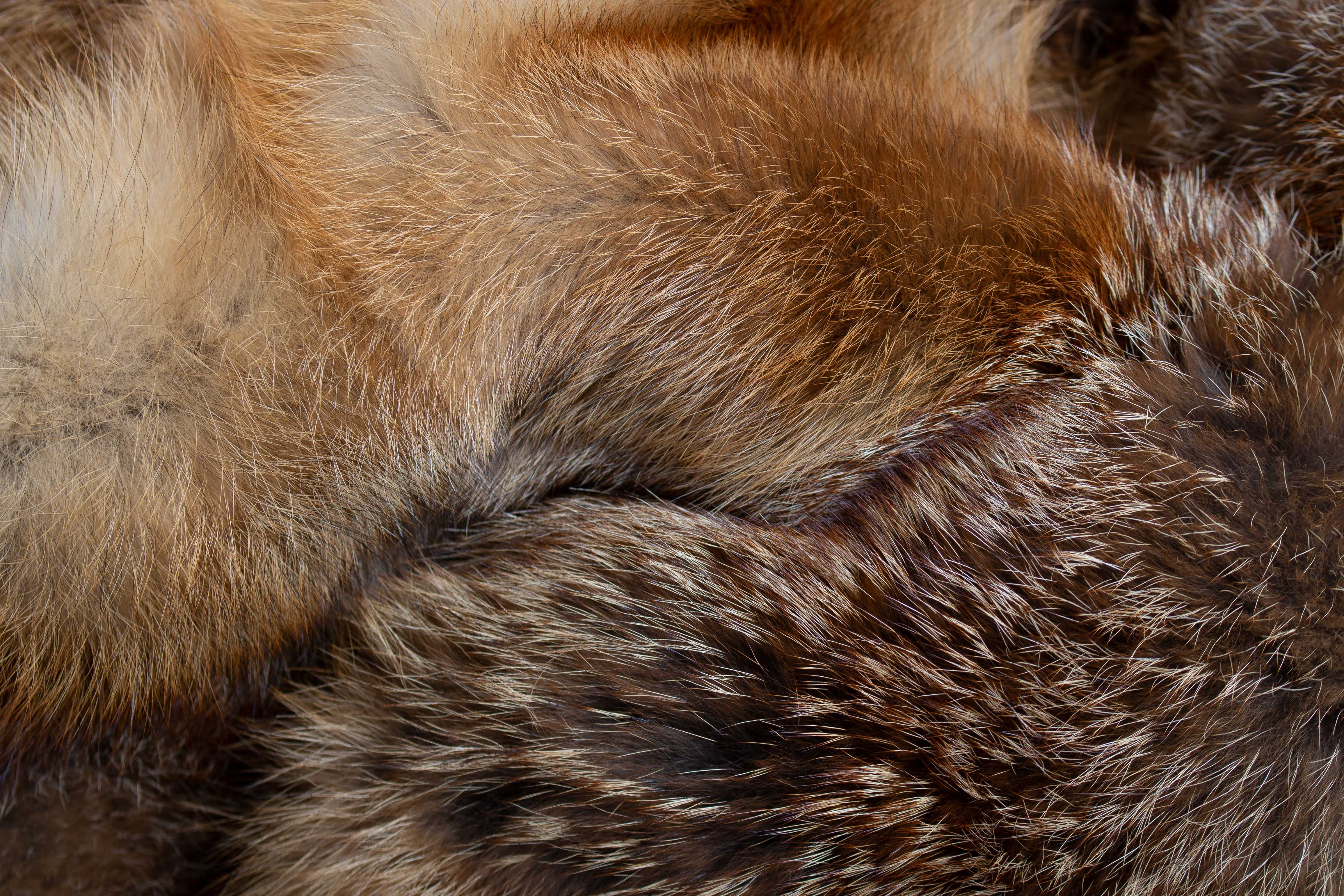 Europäischer Rotfuchs Echtfell Fuchsteppich "Almflair"