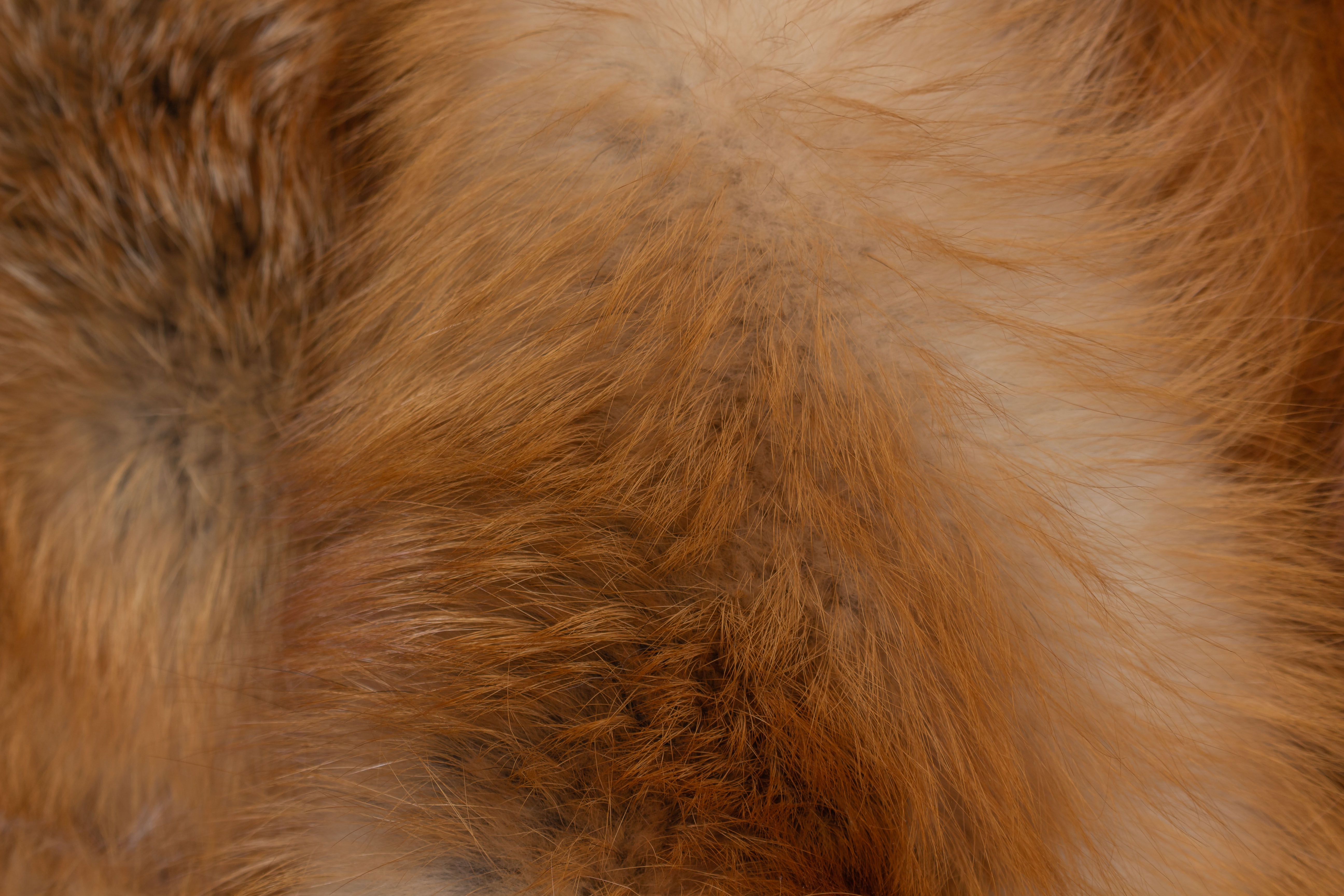 9-1300-Kanadische-Rotfuchs-Pelzdecke-Wildware-Lars-Paustian Kanadische Rotfuchs Pelzdecke - Fur Harvesters - "Cool Winter"