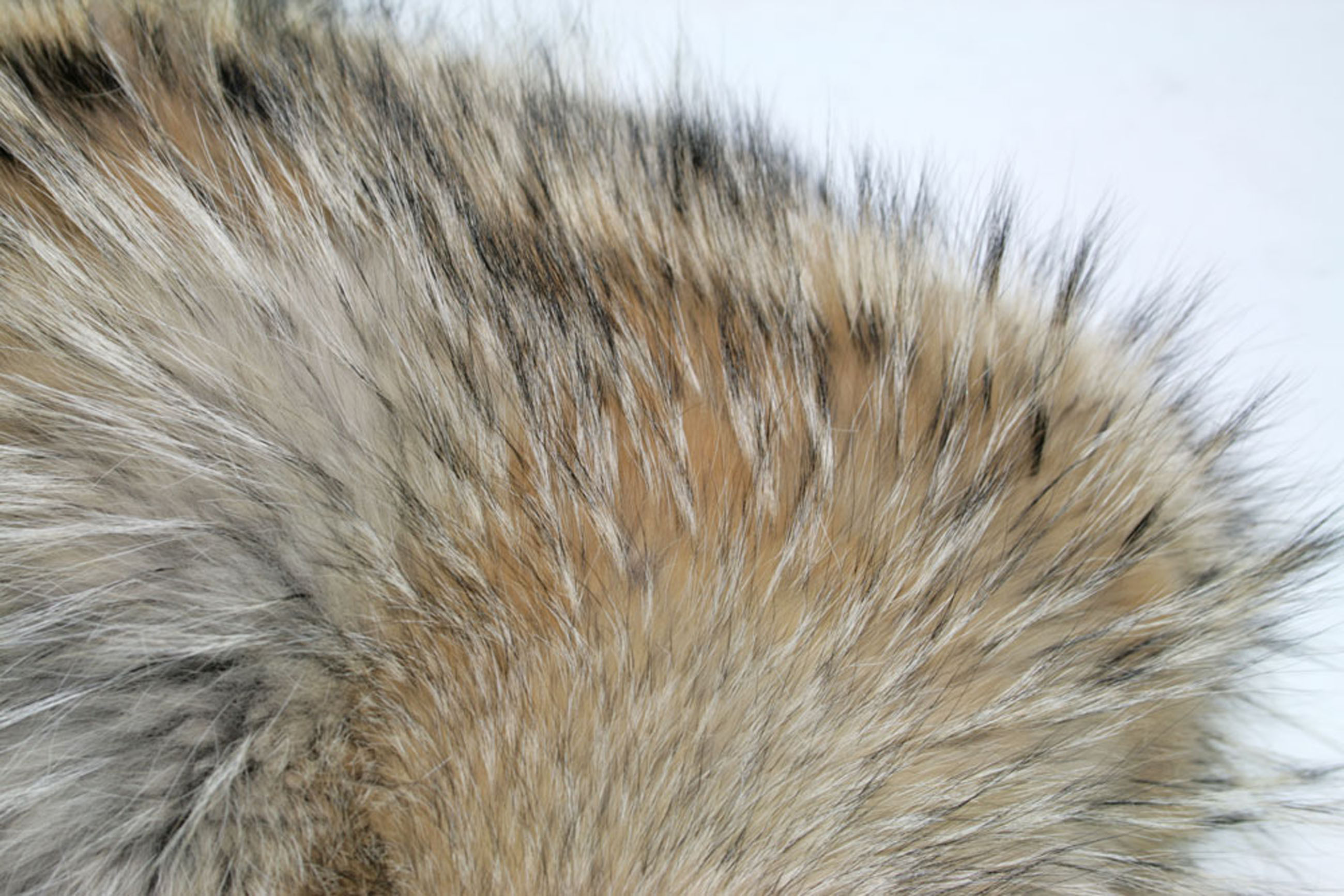 6-965-Kojotenkissen-kanadische-Felle Kojotenkissen - kanadische Felle