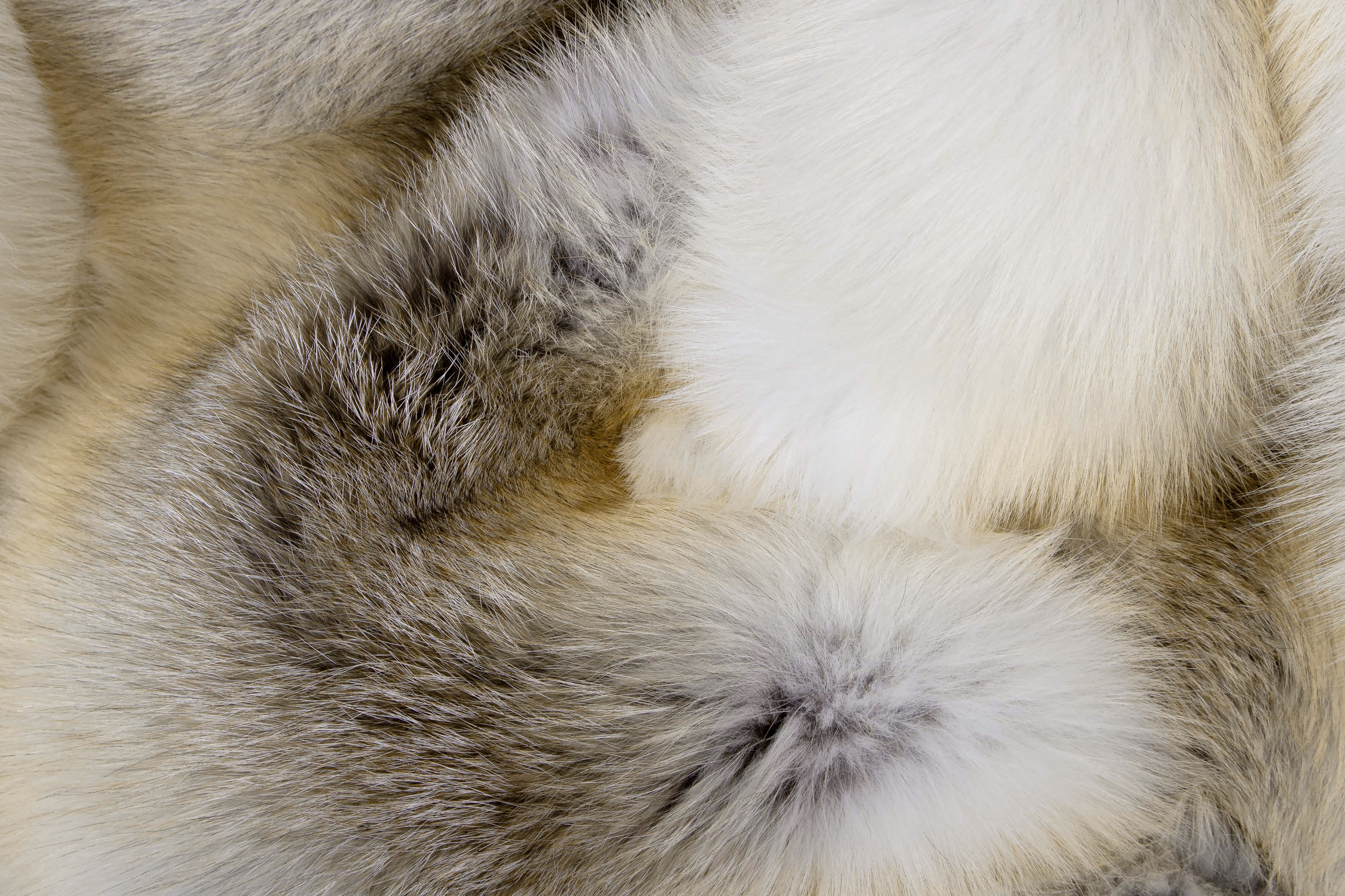 6-6555-H-Felldecke-Fawnlight-Fuchs-Caramell-Lars-Paustian Karamellfarbige Felldecke aus Fawnlight Fuchs