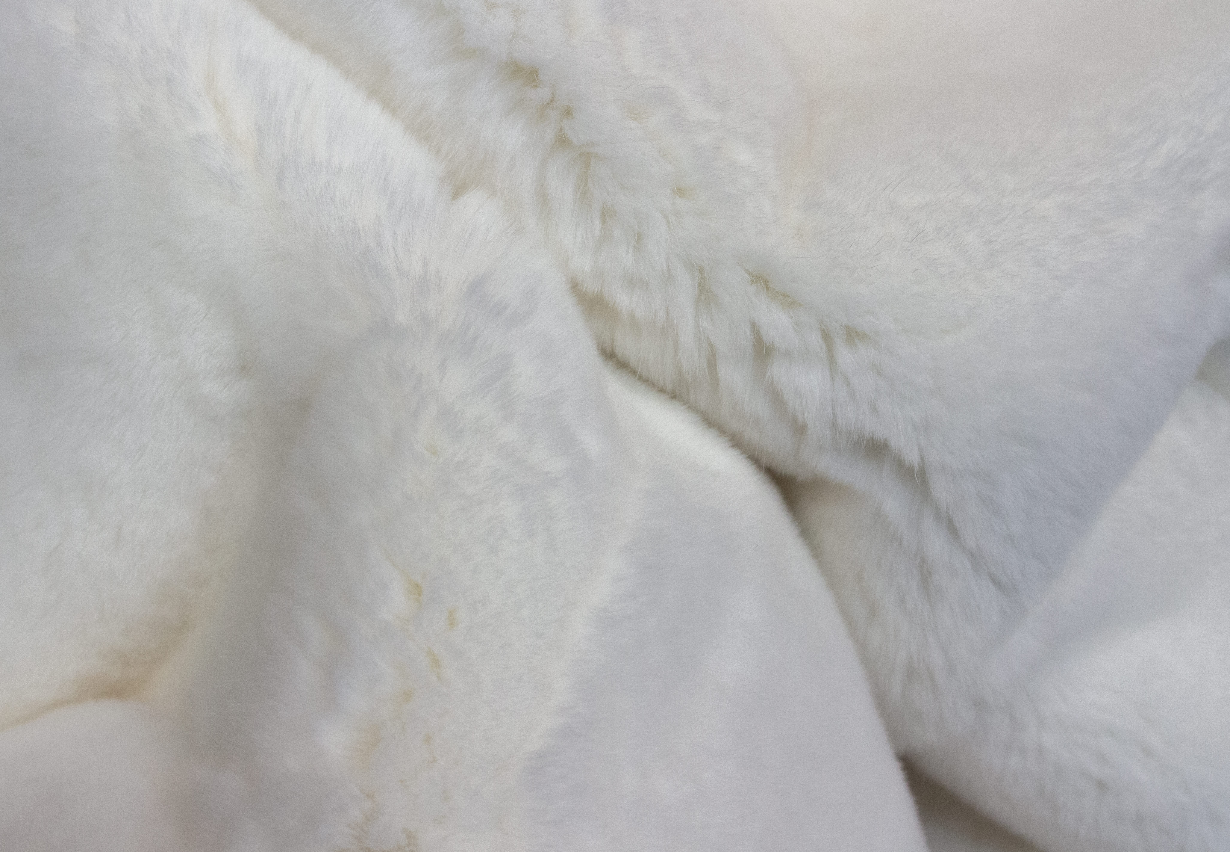 7-1652-Weisse-Rex-Kanin-Decke-Lars-Paustian 7-1652-weisse-rex-kanin-decke-lars-paustian