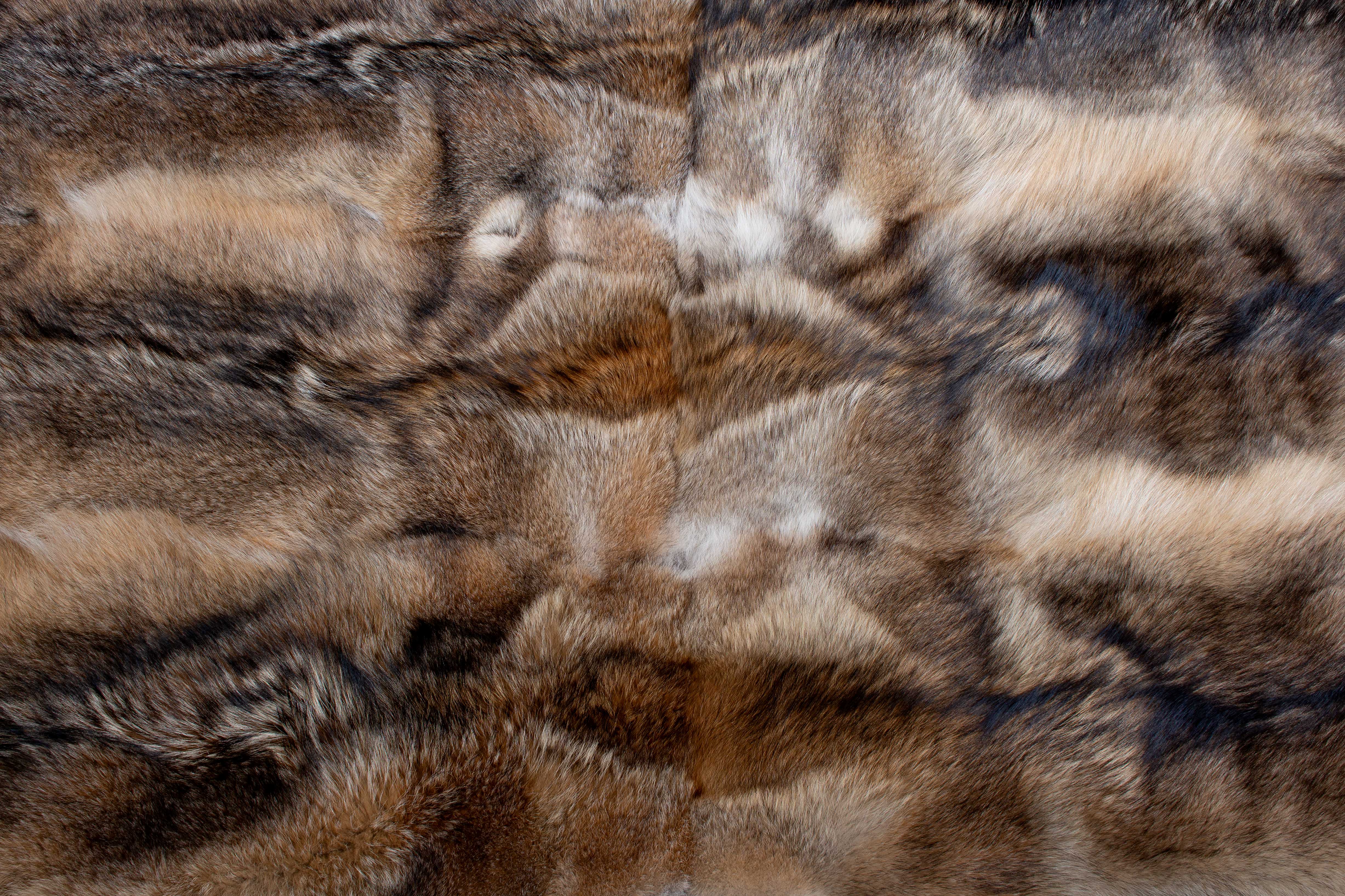Kanadischer Kojoten Echtfell Pelzteppich - Wild Ware