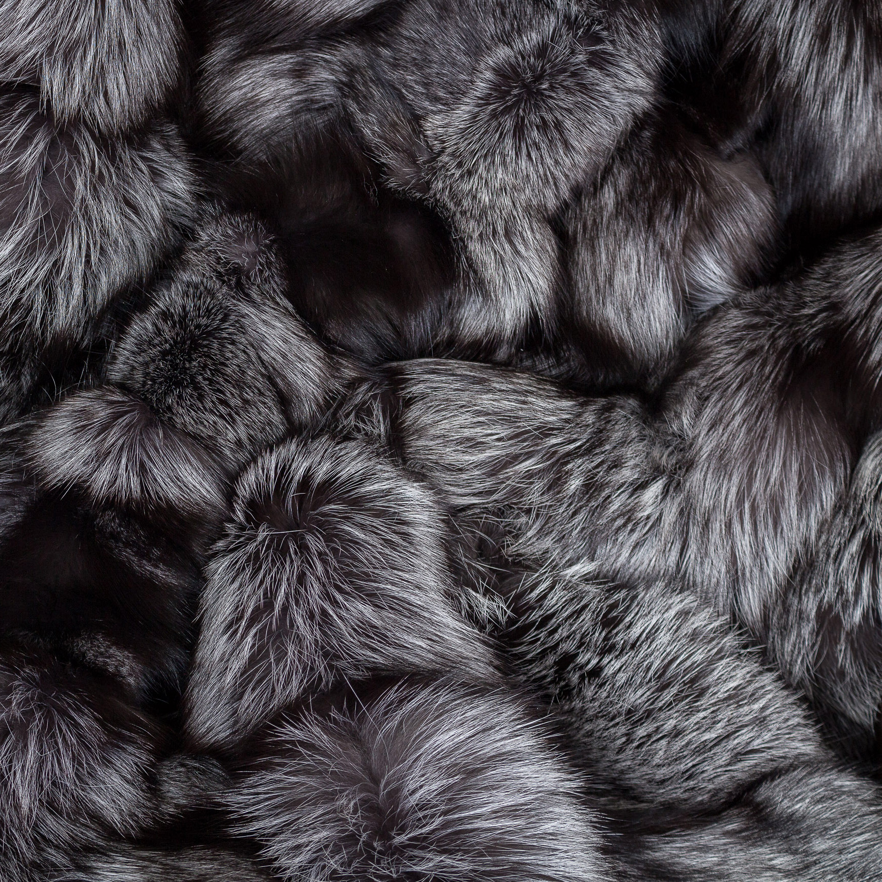 Fuchs_Kategoriebild-Silberfuchs-500x500 Fuchs_Kategoriebild-Silberfuchs-500x500