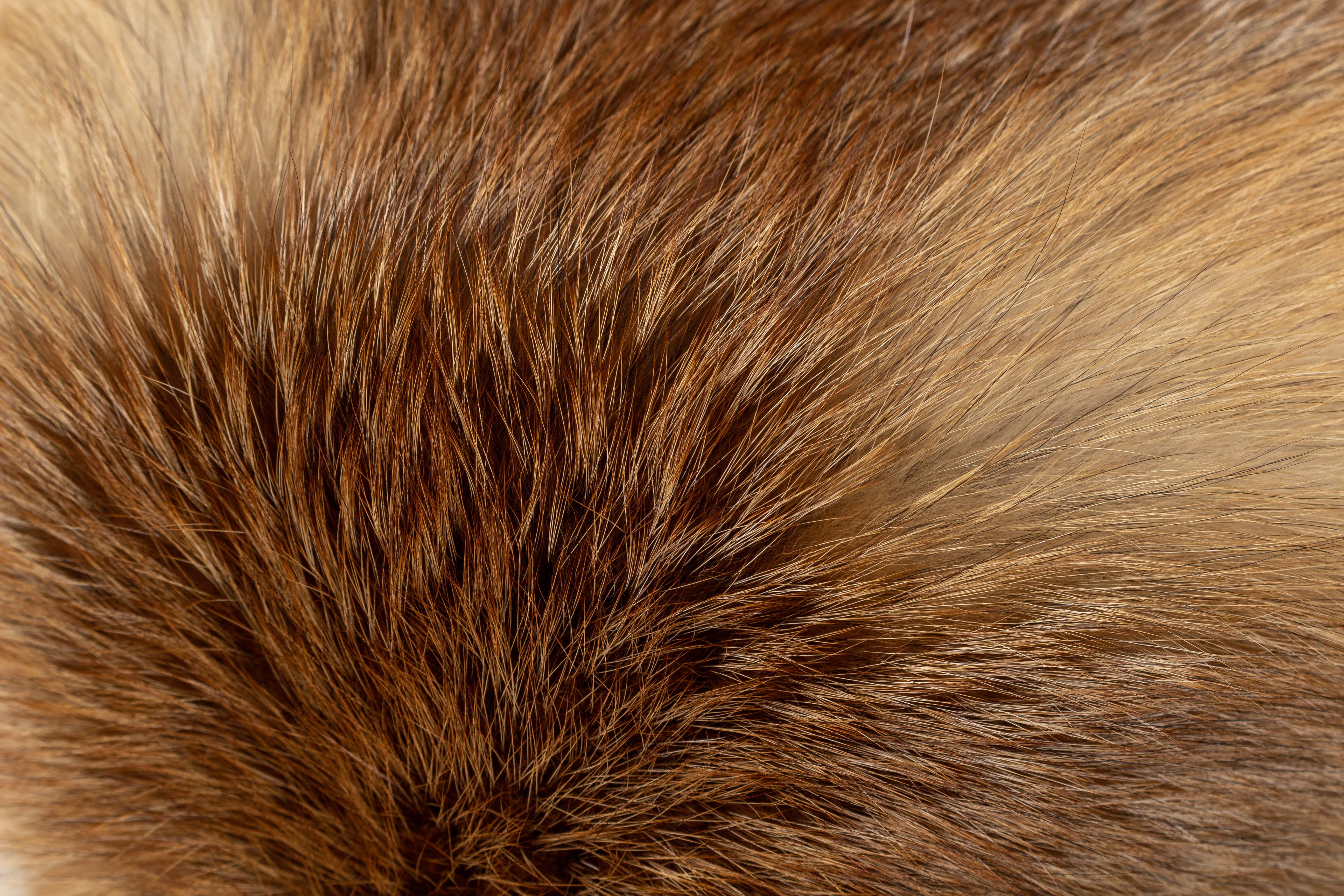 Fellhocker aus Europäischem Rotfuchs mit Rotfuchs Schweif