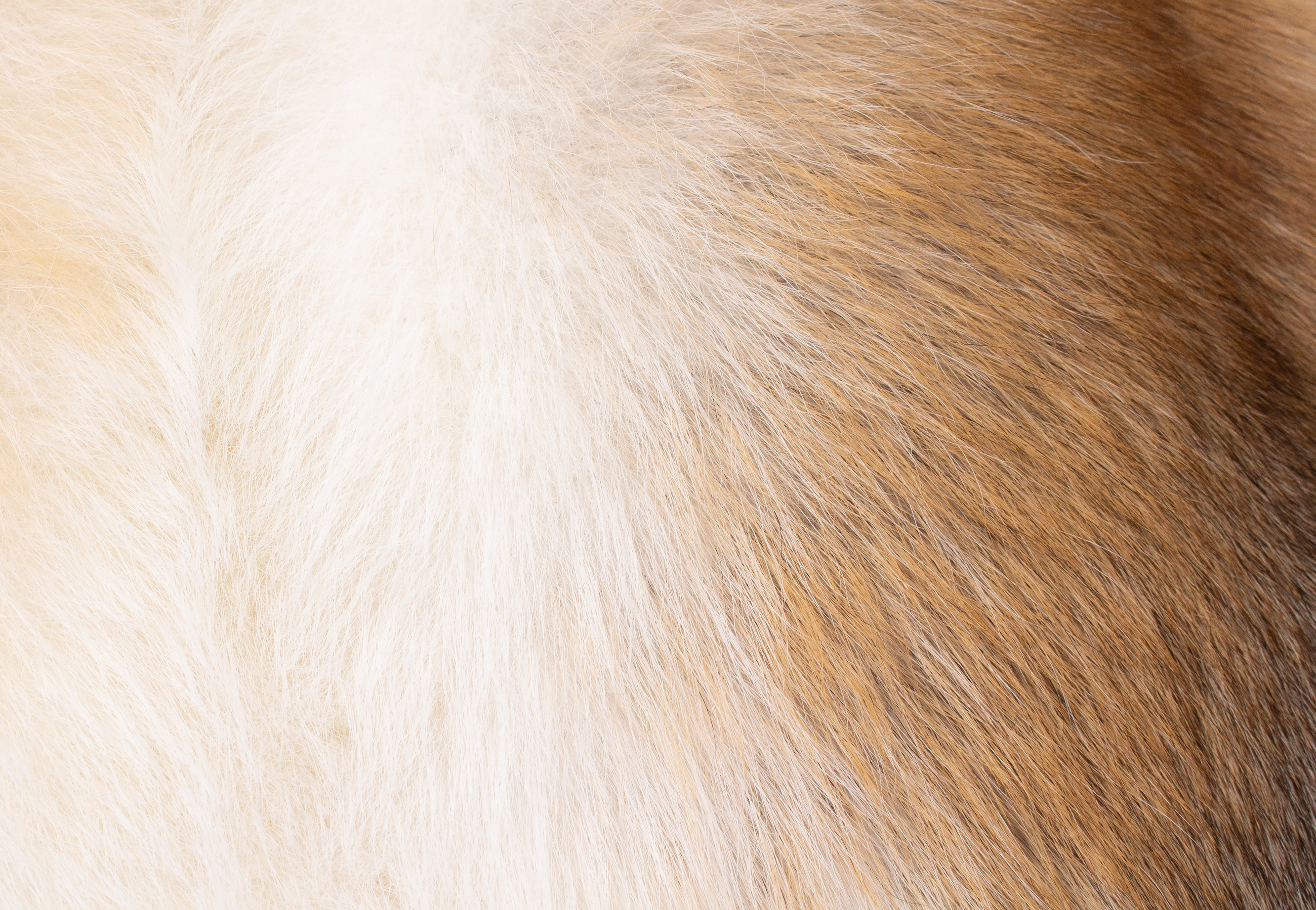 Kuscheliges Pelzkissen aus Sun Glo Fuchs Kuscheliges Pelzkissen aus Sun Glo Fuchs