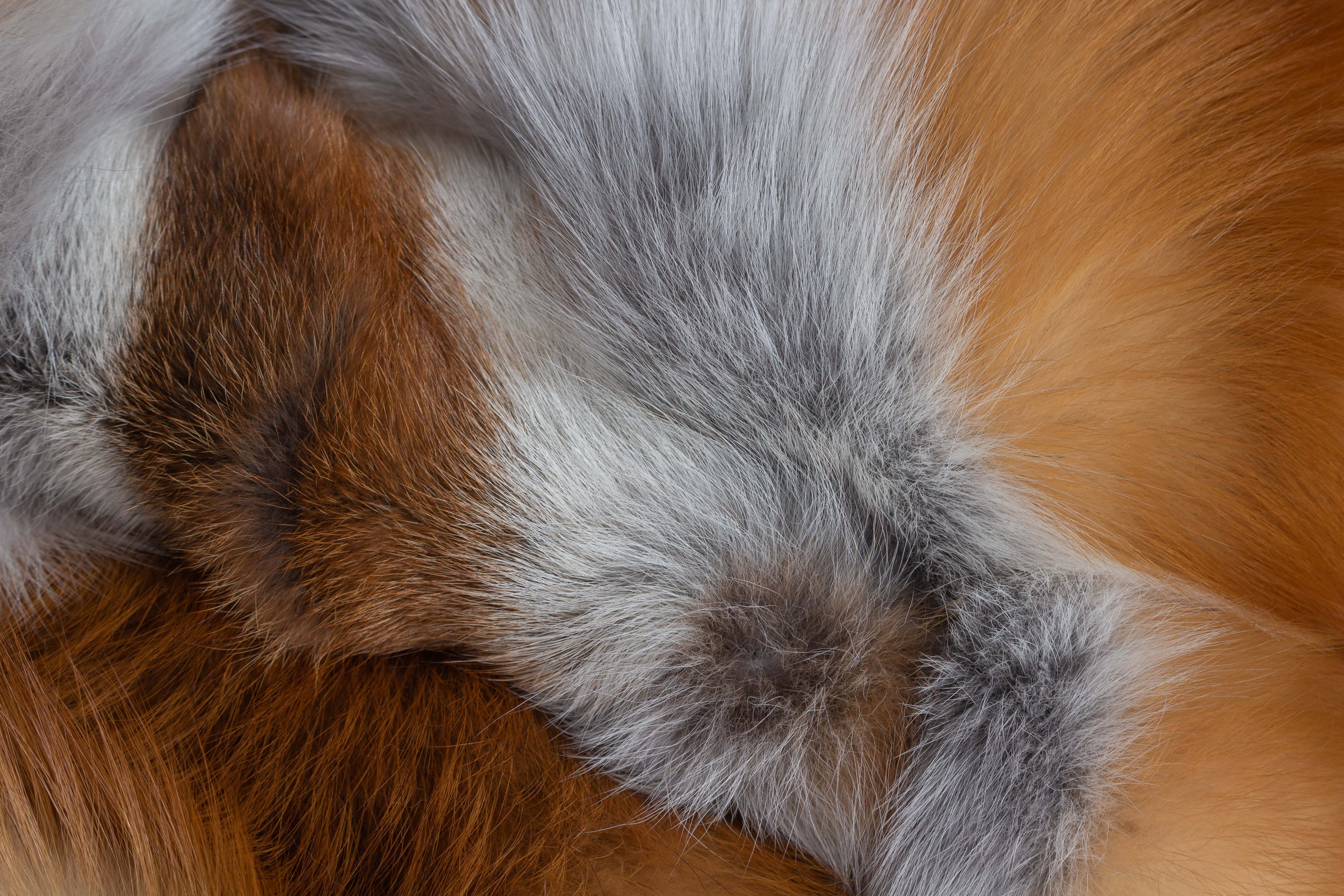 8-1300-Kanadische-Rotfuchs-Pelzdecke-Wildware-Lars-Paustian Kanadische Rotfuchs Pelzdecke - Fur Harvesters - "Cool Winter"