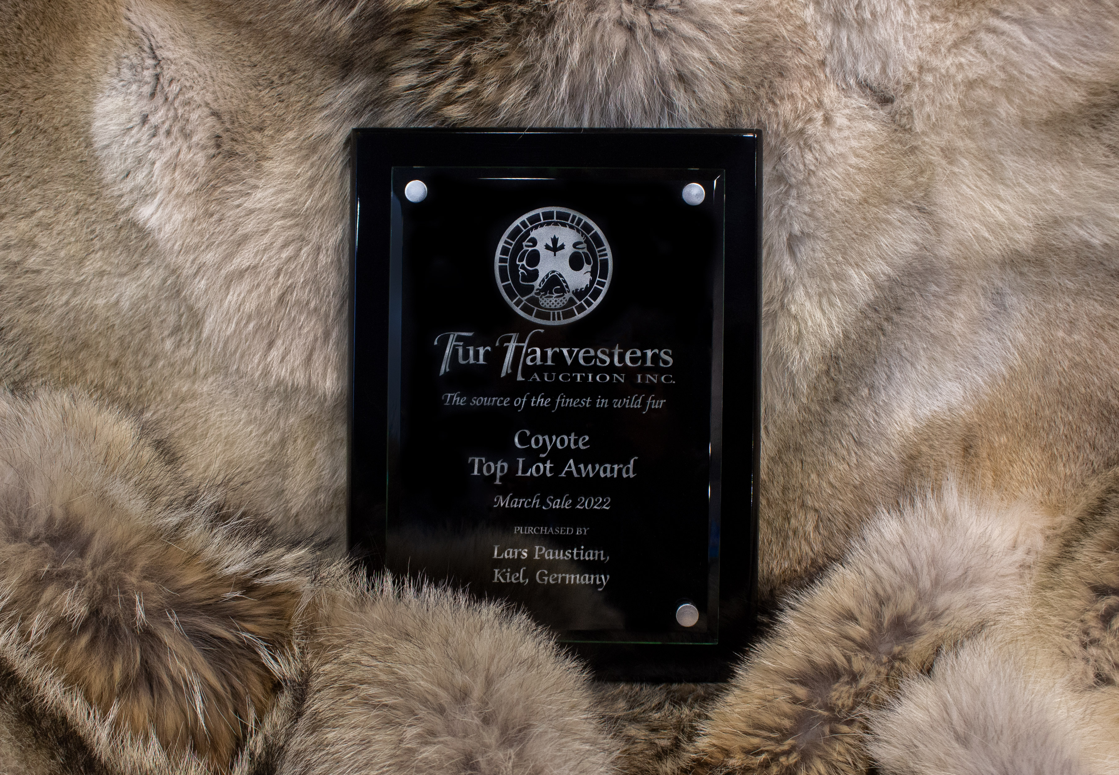 Kanadische Kojoten Felldecke - "Top Lot Award"