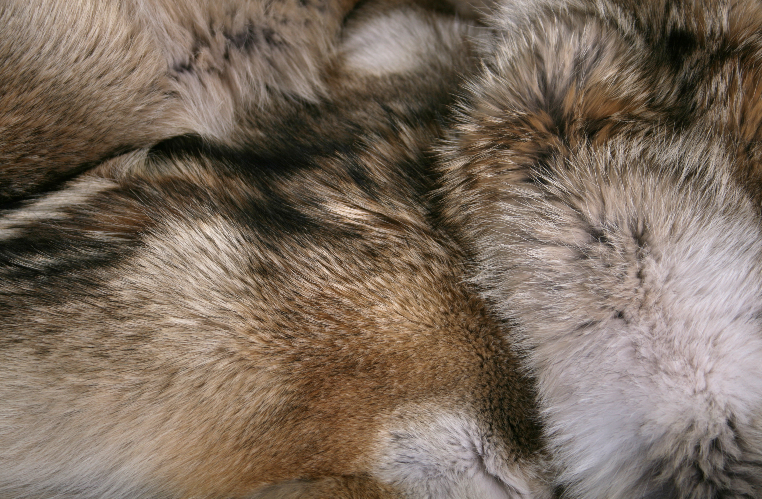 Rustikale Pelzdecke aus kanadischen Kojotenfellen