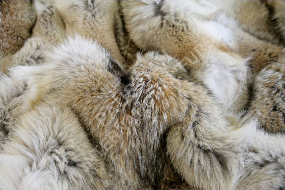 7-367-fellteppich-kojote Exklusiver Fellteppich aus Kojoten