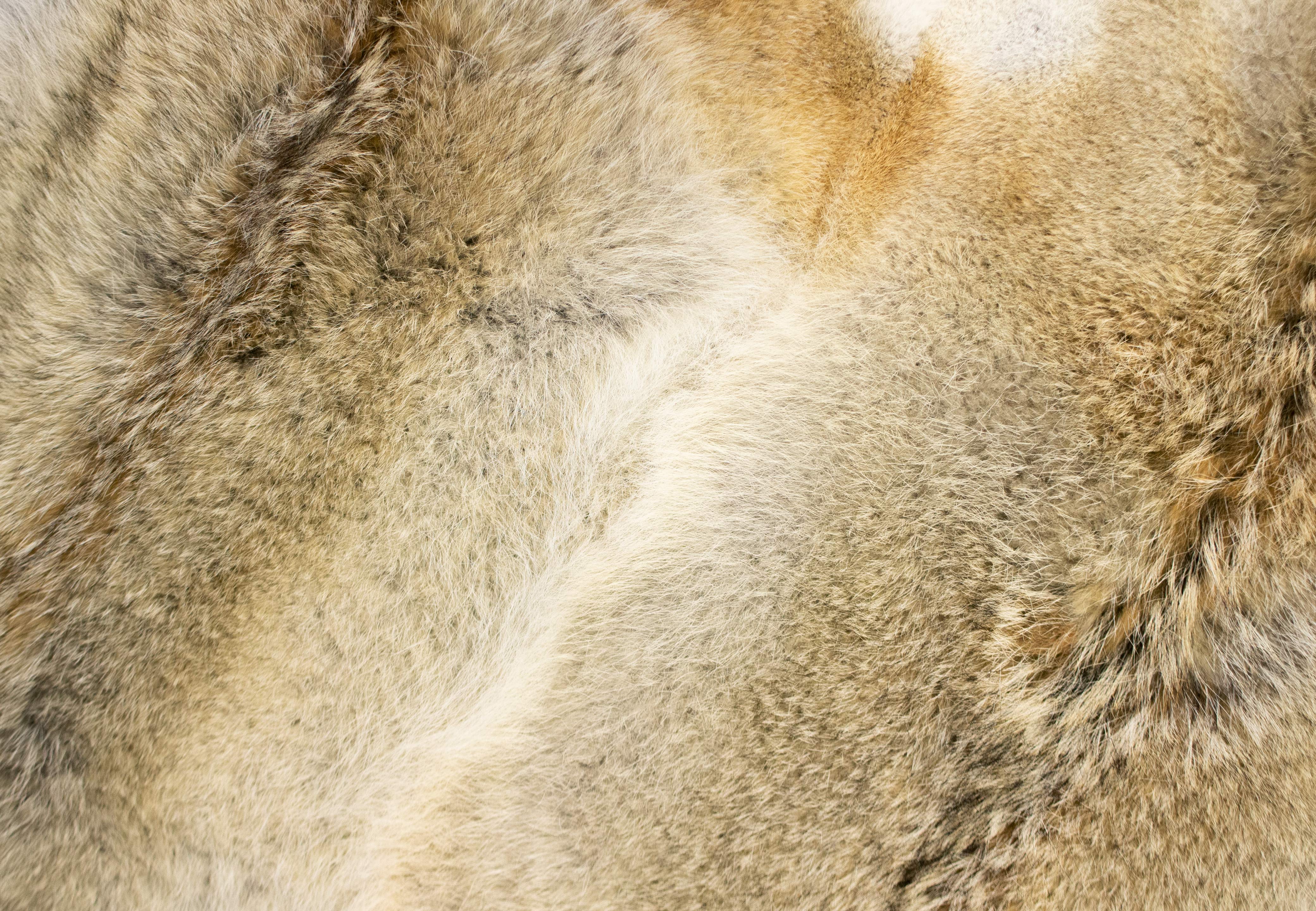Fellteppich aus kanadischen Kojotenfellen