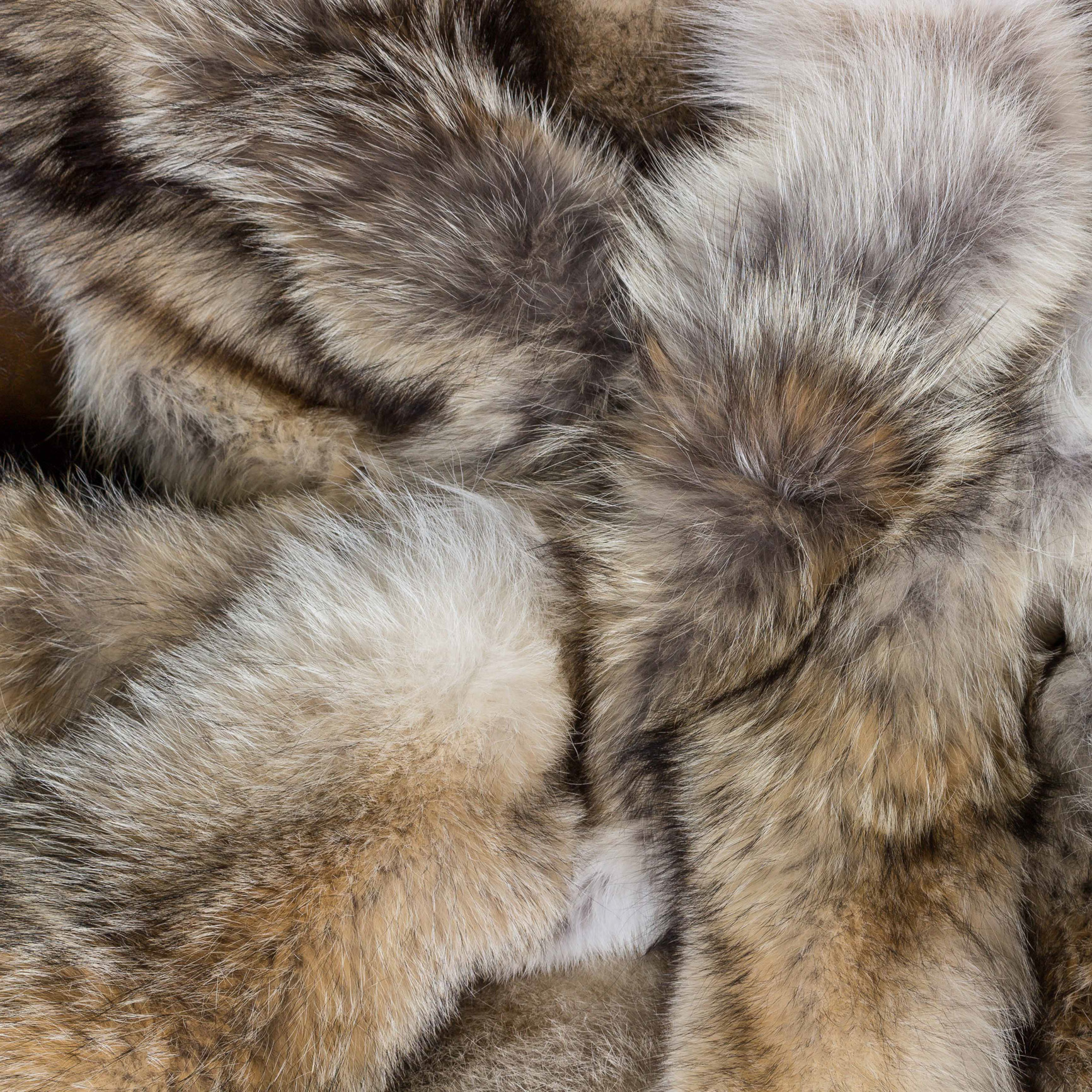 Kategoriebild-Kojote-500x500 Kategoriebild-Kojote-500x500