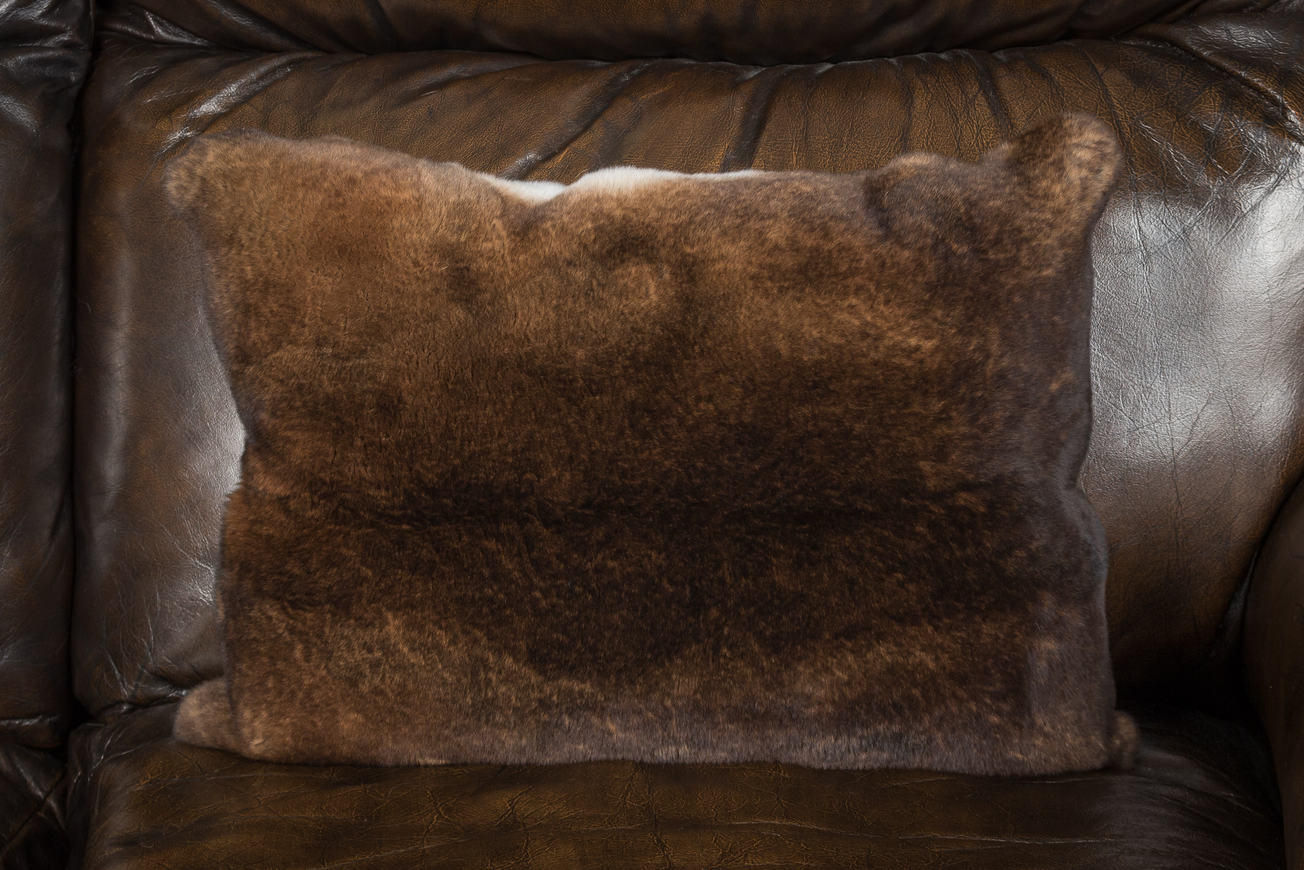 1-1377-Flauschiges-Castor-Rex-Kaninchen-Kissen Flauschiges Castor Rex Kaninchen Kissen