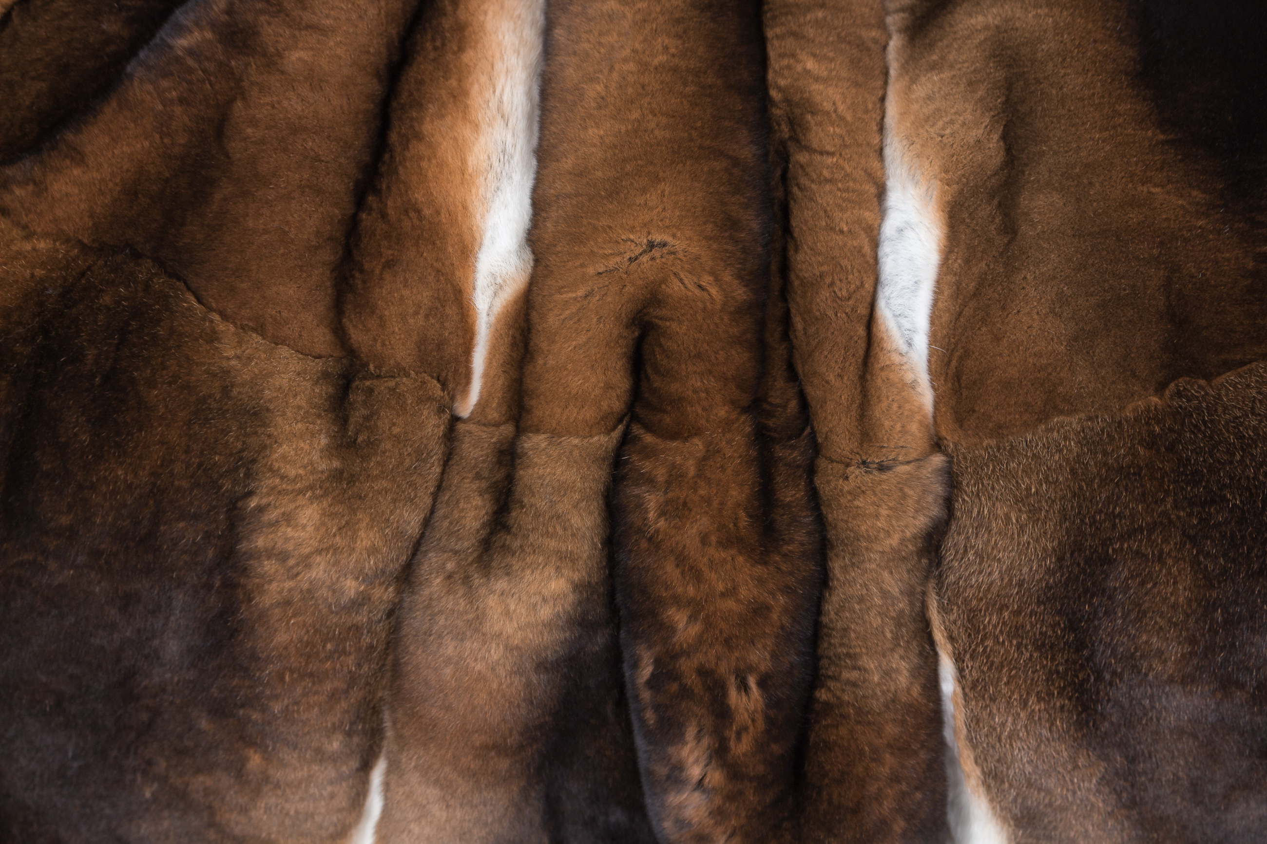 ueber_uns_castorrex_Kategorie ueber_uns_castorrex_Kategorie