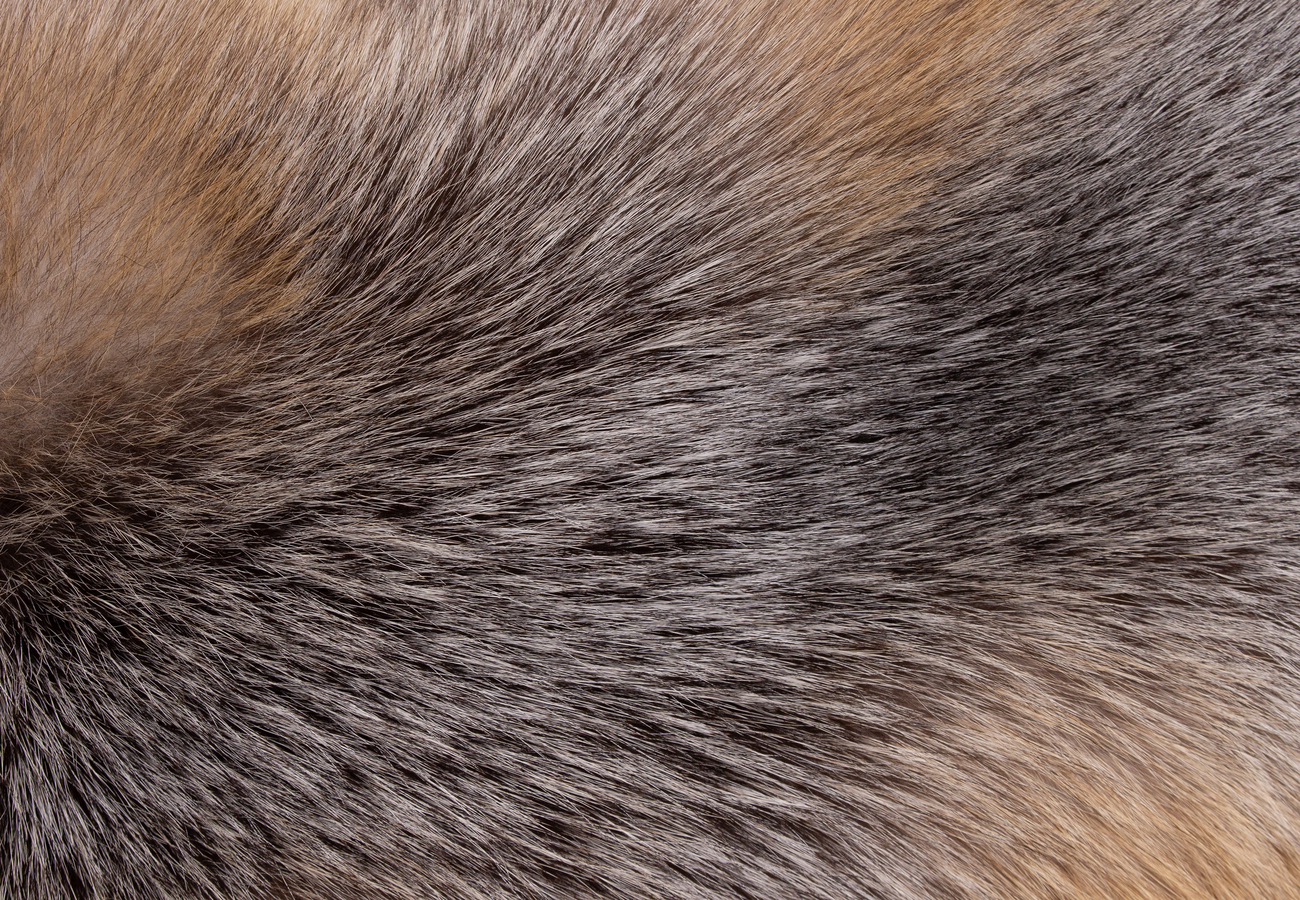 Blue Frost Fuchs Pelzkissen "Northern Light"